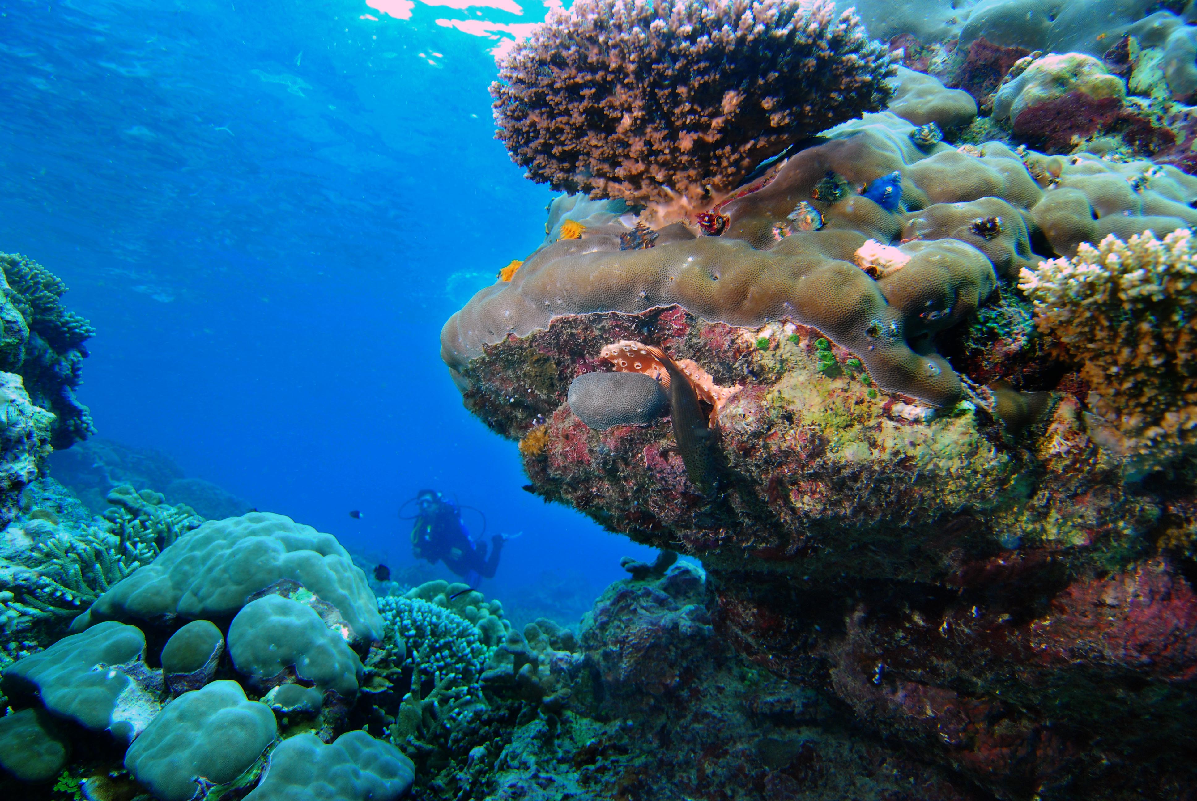 Penyelam menikmati keindahan terumbu karang di Kepulauan Padaido, Biak, Papua.