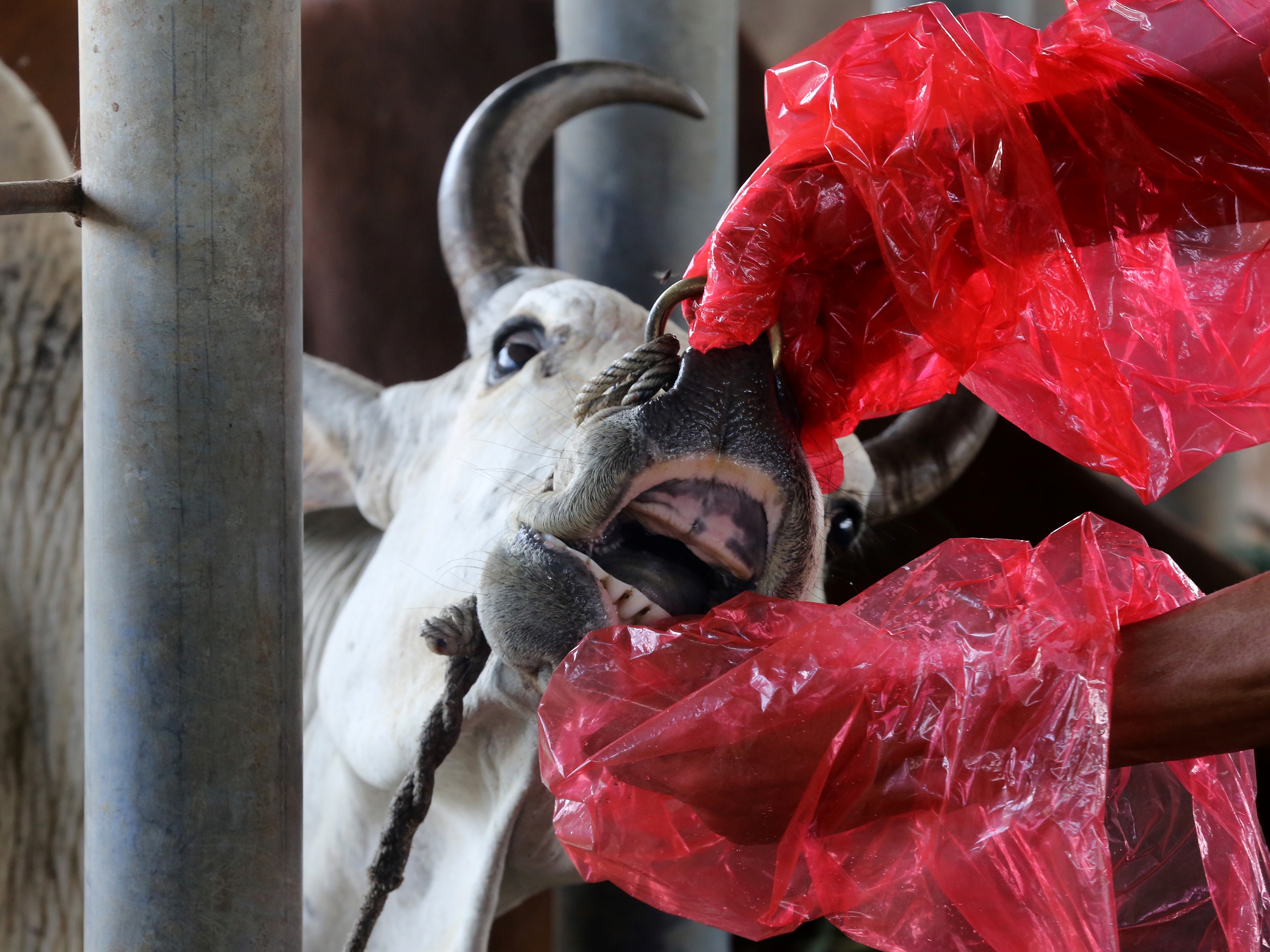 Petugas memeriksa kesehatan hewan sebelum disembelih di Rumah Potong Hewan (RPH) Lambaro, Aceh Besar, Aceh, Sabtu (14/5/2022).
