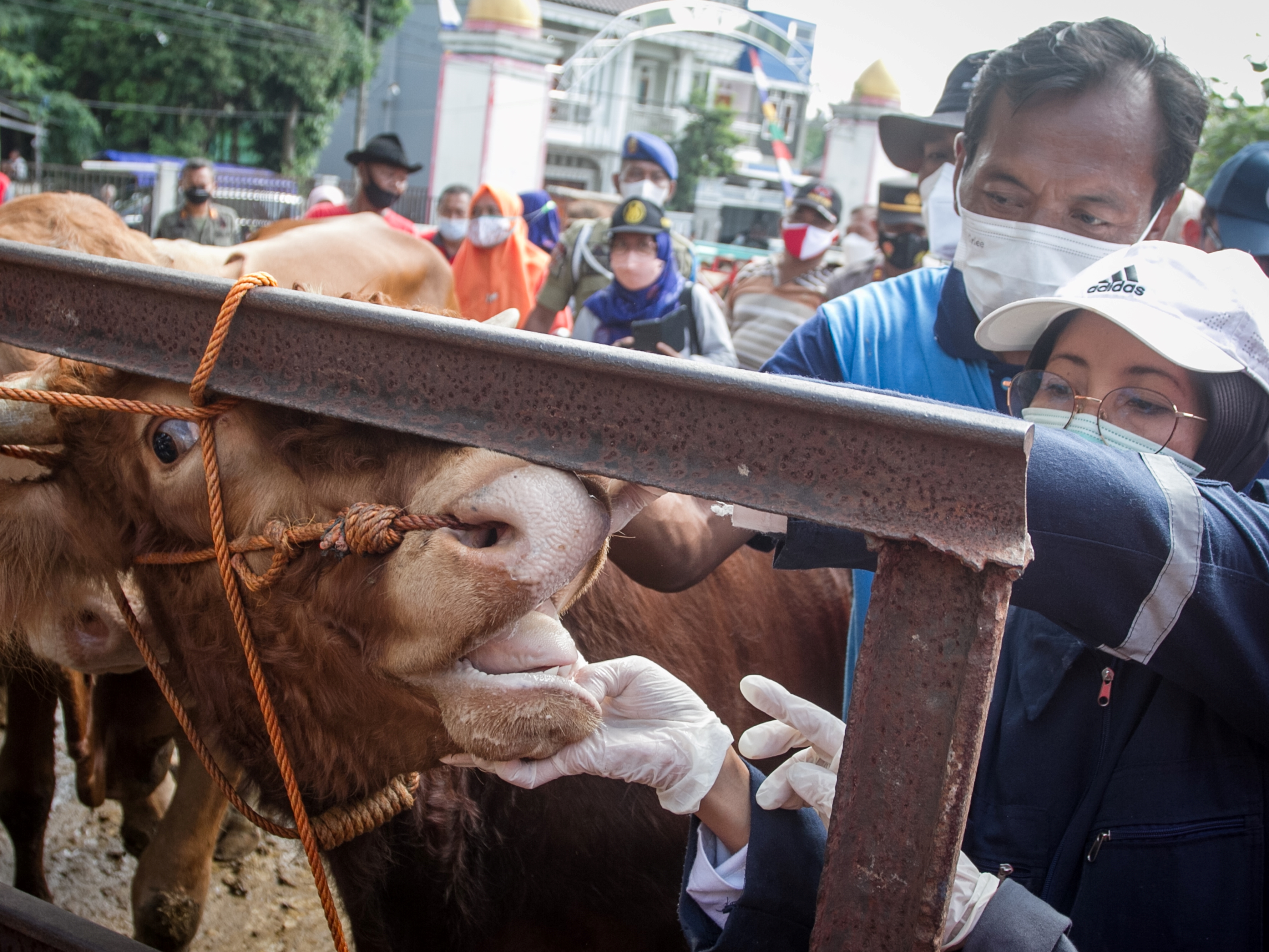 Dokter hewan Dinas Pertanian dan Perikanan (Dispertan) Sukoharjo memeriksa mulut sapi yang diperjualbelikan di Pasar Hewan Bekonang.