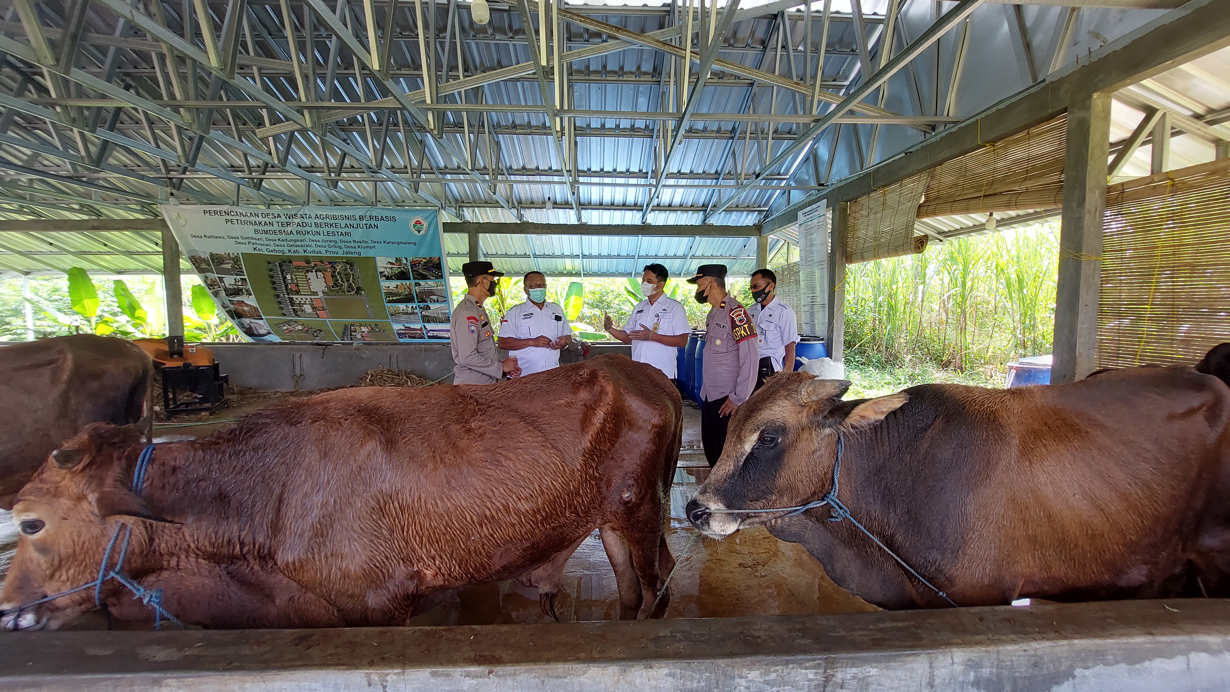 Ilustrasi pengecekan kesehatan ternak