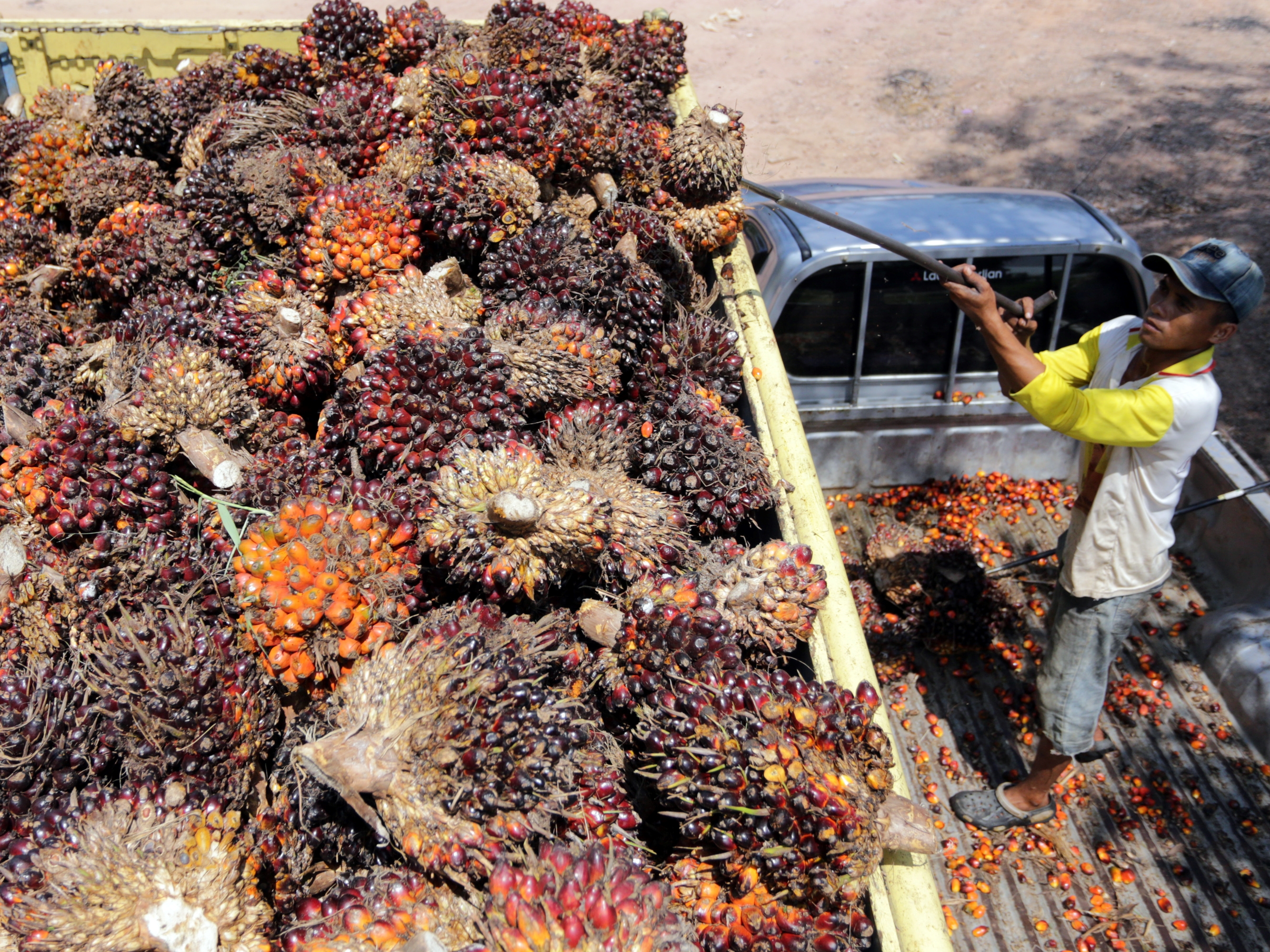 Seorang pekerja memuat bongkahan kelapa sawit ke atas mobil truk di pinggir jalan raya Palembang-Prabumulih, Sumsel.
