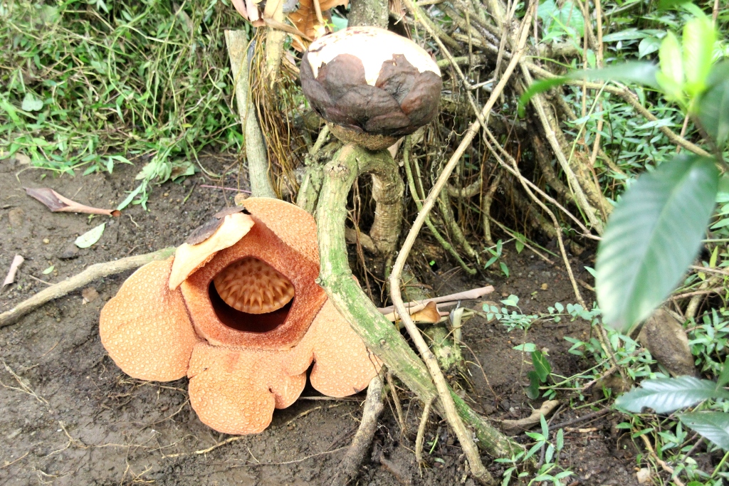 Bunga Raflesia Arnoldi, salah satu tumbuhan endemik di Indonesia