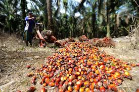 Petani mengumpulkan buah sawit hasil panen di perkebunan 