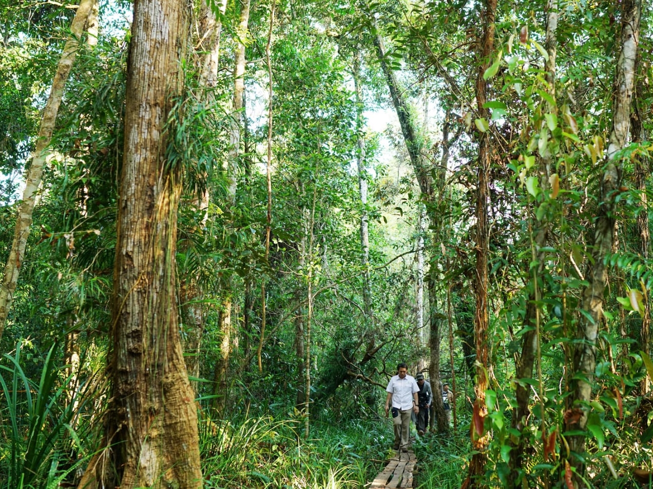 KMP merupakan kegiatan konservasi terbesar di dunia ditinjau dari segi penurunan emisi karbonnya.
