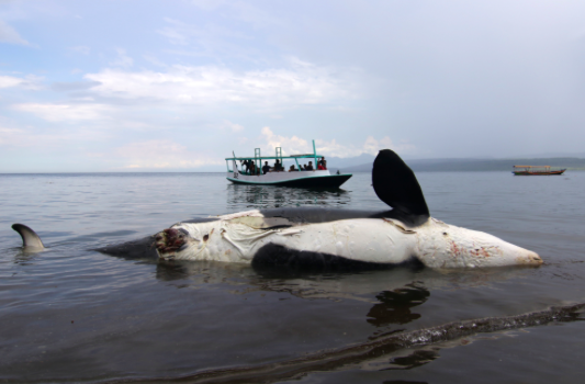 Ilustrasi - Wisatawan melihat Paus Pembunuh yang mati terdampar dari perahu di Pantai Bangsring, Banyuwangi, Jawa Timur, Sabtu (3/4).