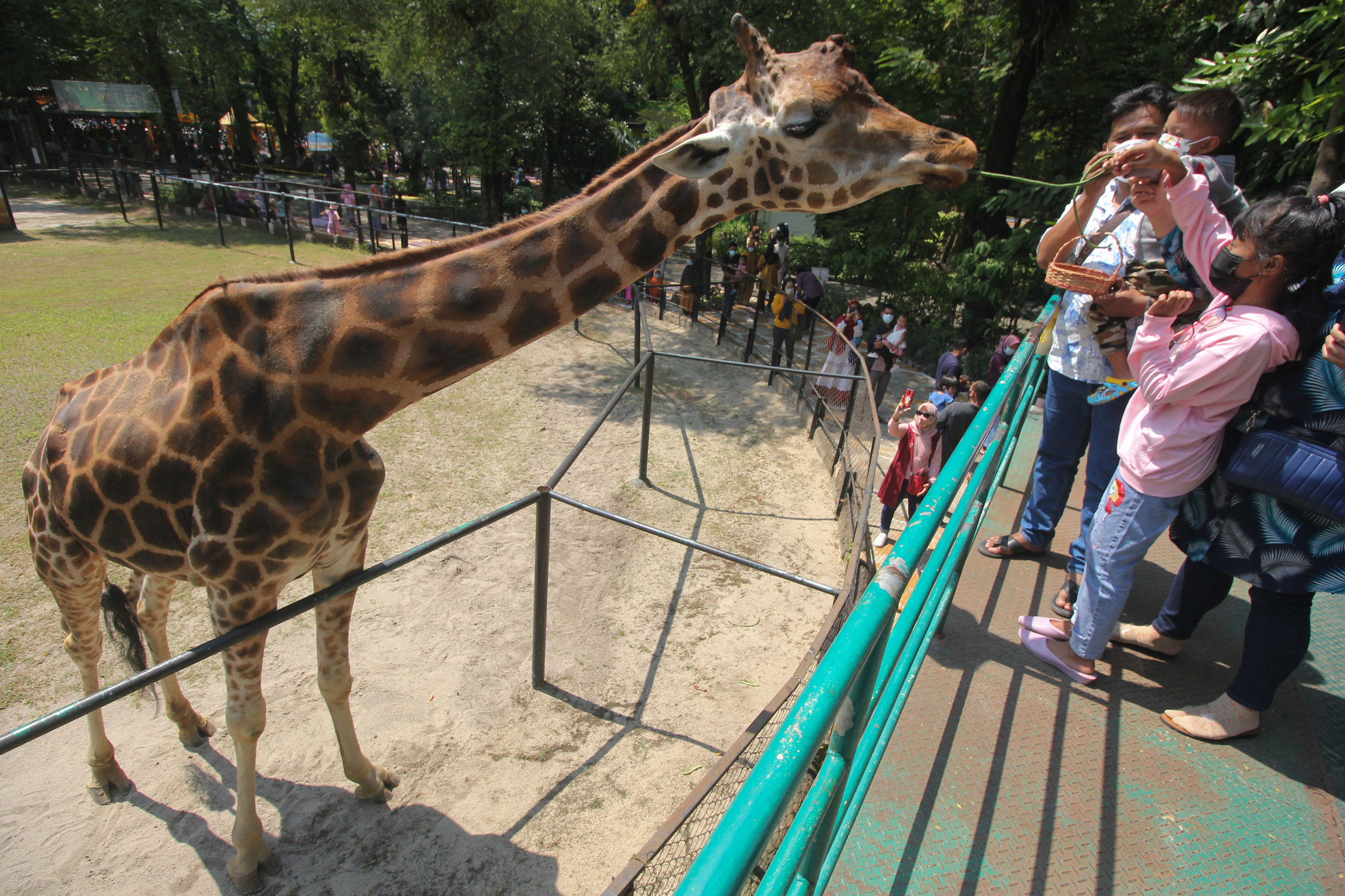 Warga memberi makan jerapah di Kebun Binatang Surabaya, Jawa Timur.
