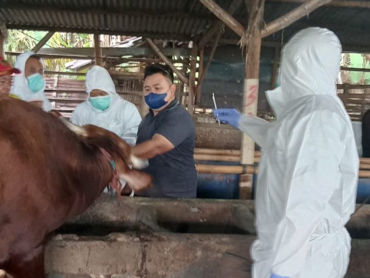 Kementan secara aktif telah melakukan upaya pencegahan terjadi penyebaran dan tracing penyakit penyakit mulut dan kuku (PMK). 