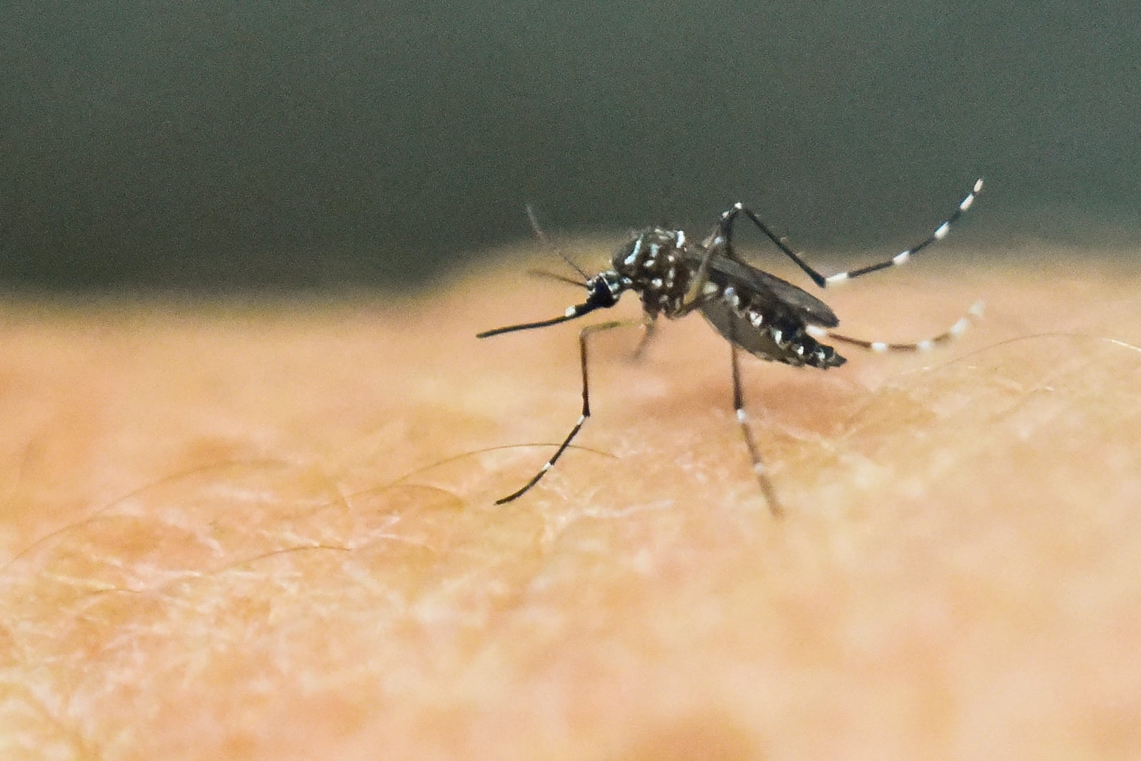 Nyamuk Aedes Agypti penyebab DBD