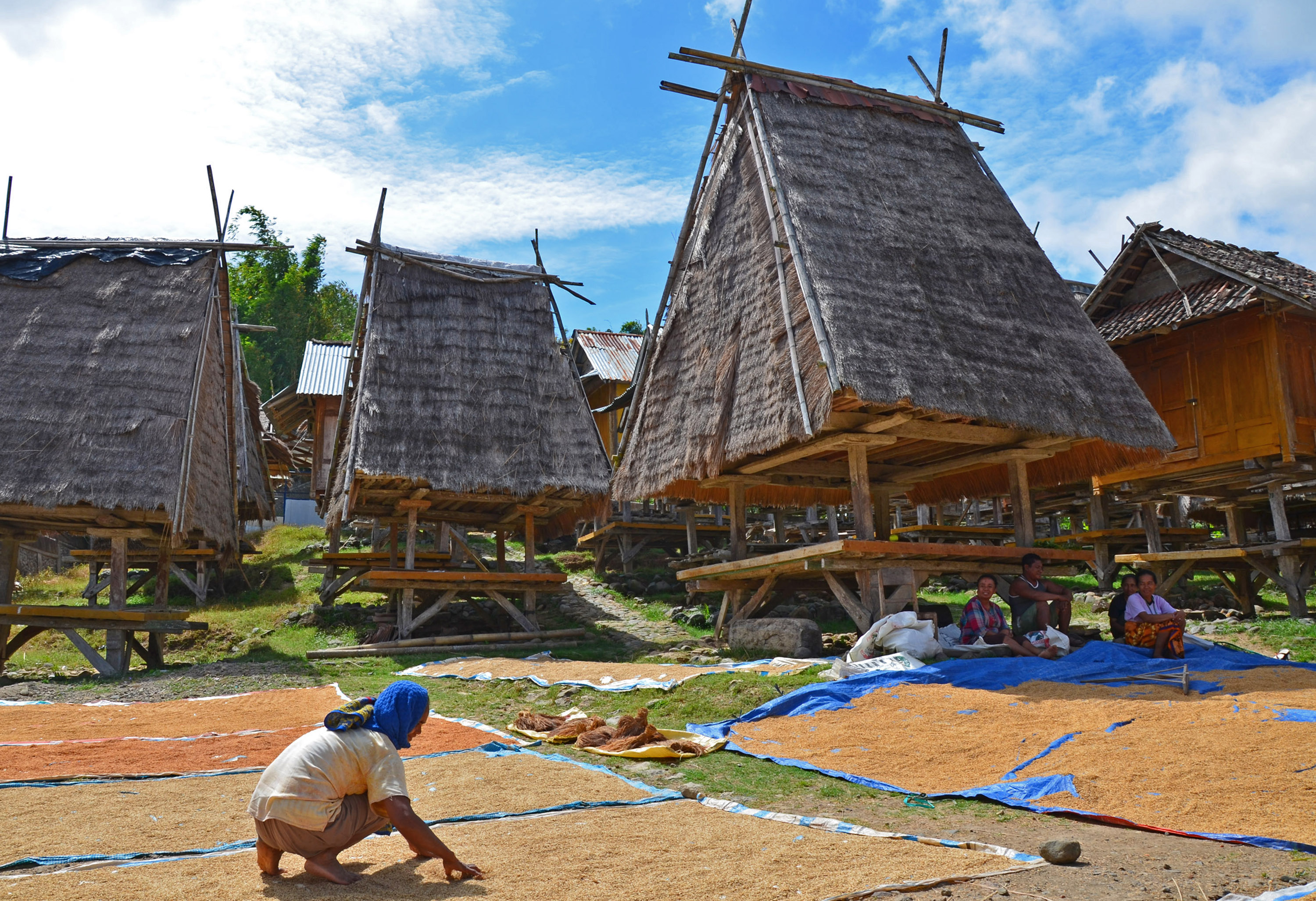 Seorang perempuan menjemur padi di Desa Maria, Kecamatan Wawo, Kabupaten Bima, NTB, 