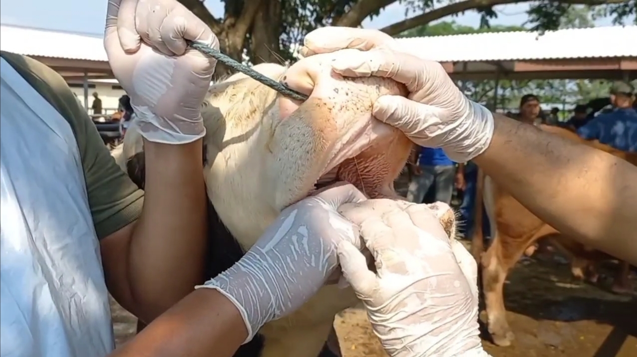 Pemeriksaan dilakukan dengan cara mengamati setiap hewan ternak yang ada di pasar pada bagian kuku dan mulut.