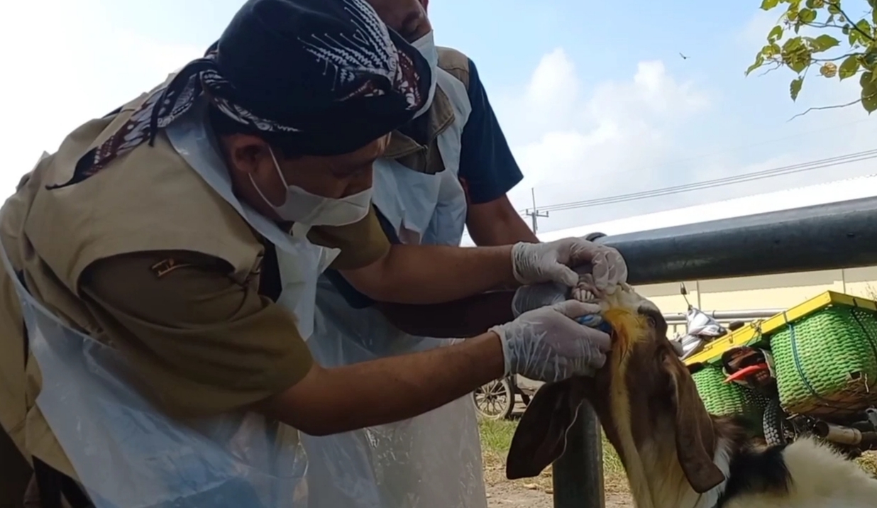 Polri: Hewan Terjangkit PMK akan Dimusnahkan