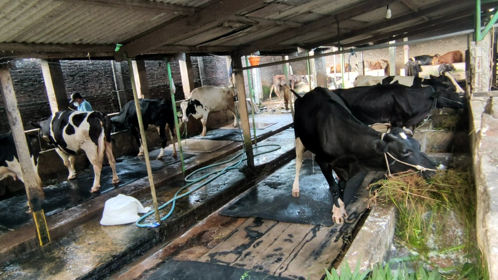 Produsen susu sapi di Sidoarjo