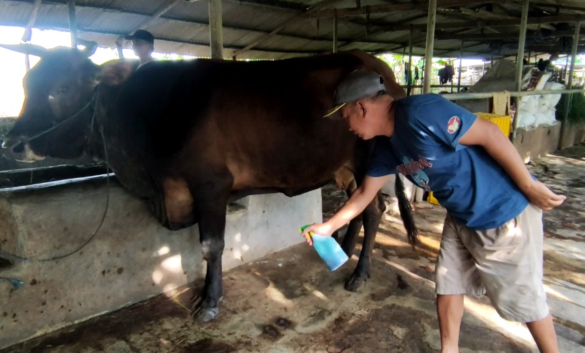 Ramuan Jamu Peternak Sidoarjo ini Ampuh Sembuhkan Penyakit Mulut dan Kuku