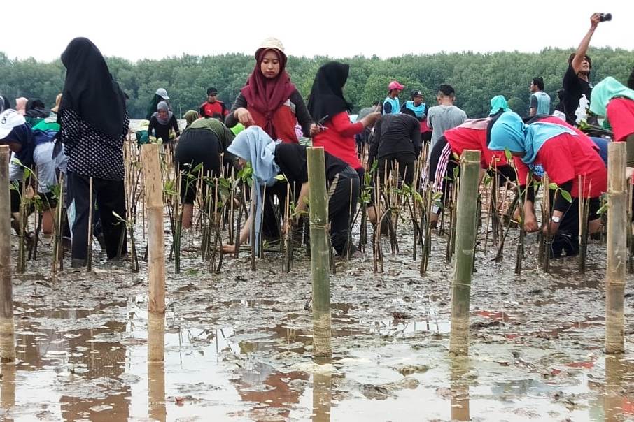 Rayakan HUT ke-14, IKANA Bali Tanam 150 Mangrove di Sesetan Denpasar