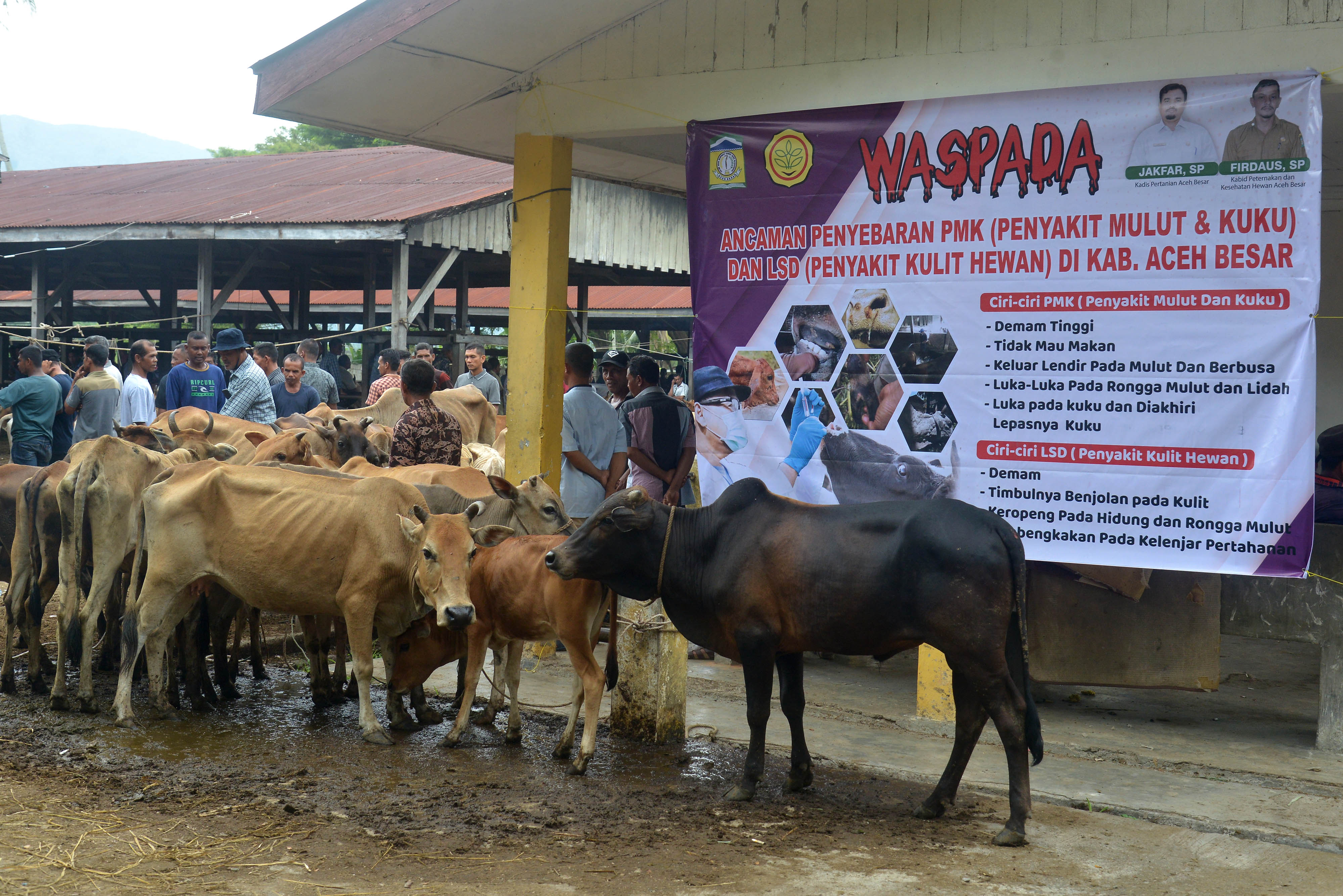 Petugas memasang spanduk sosialisasi ancaman penyebaran Penyakit Mulut dan Kuku (PMK) ternak sapi di pasar hewan Desa Sibreh, Aceh.