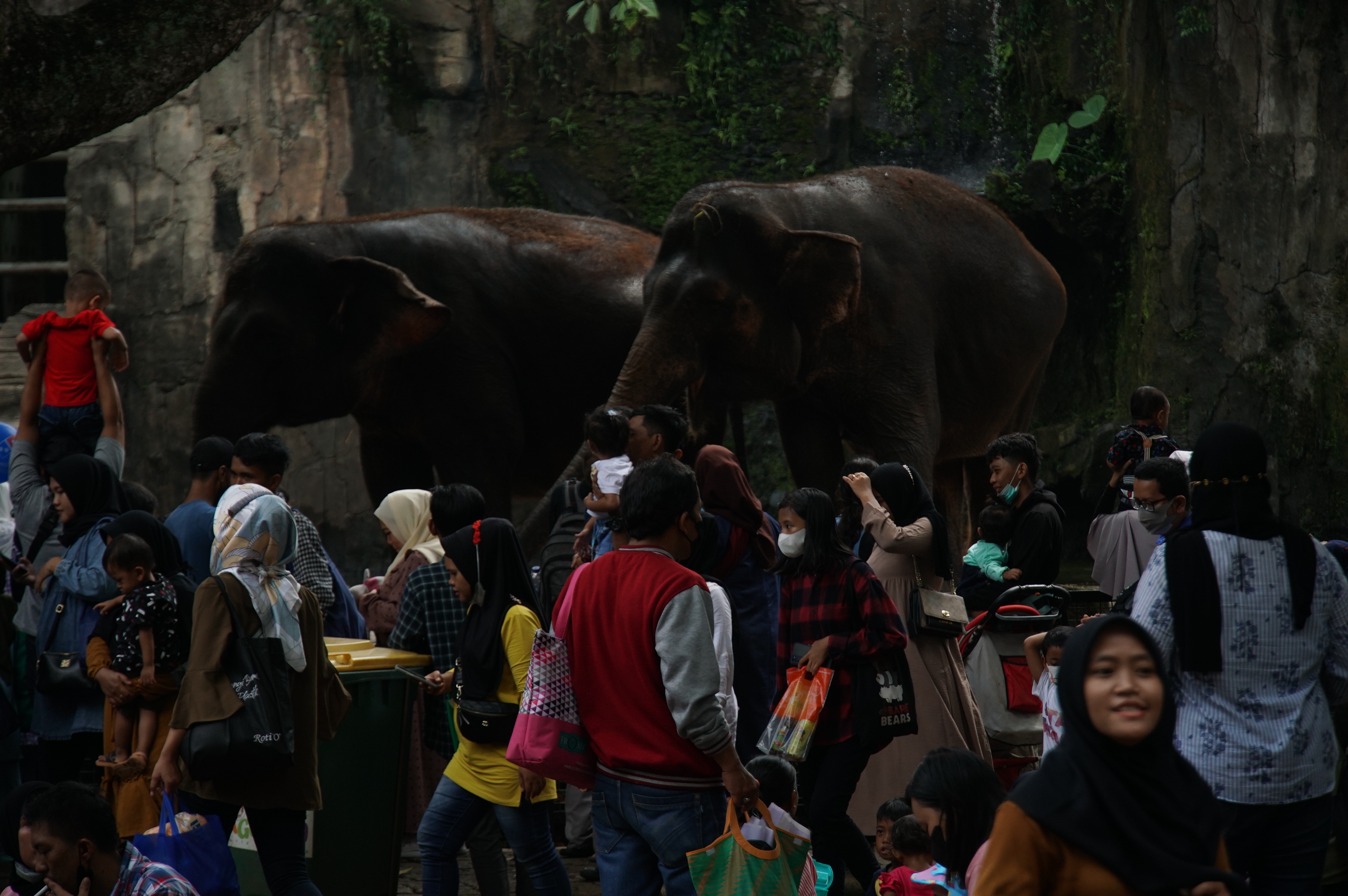 Pengunjung Taman Margasatwa Ragunan Meningkat, Pengelola Imbau Reservasi H-1