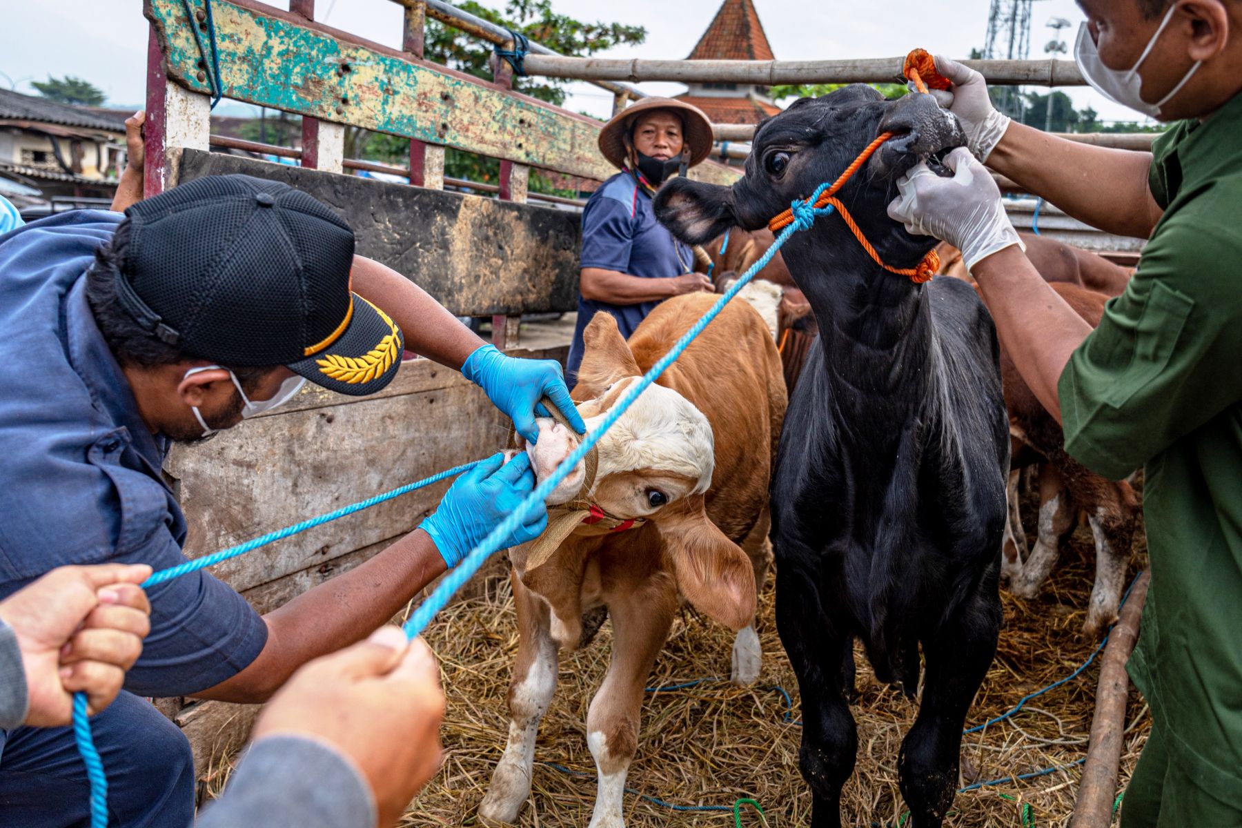 Dokter hewan memeriksa kesehatan ternak sapi di Pasar Hewan Pon Ambarawa, Bawen, Kabupaten Semarang, Jawa Tengah