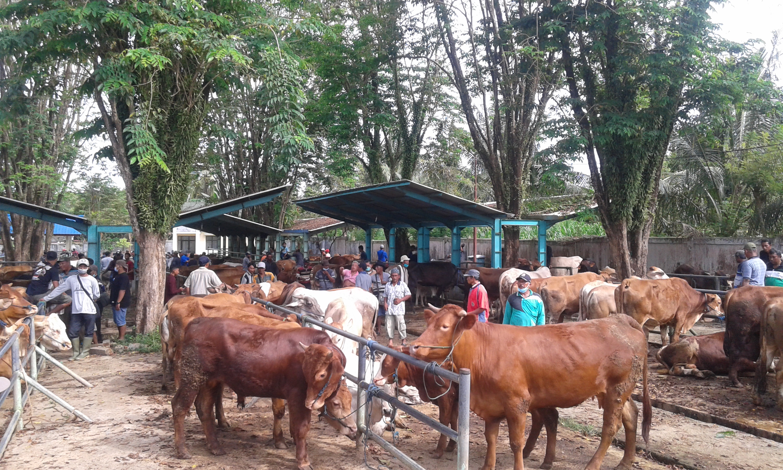 Pasar hewan di Sarang Halang Kabupaten Tanah Laut, Kalsel sentra Perdagangan Ternak Terbesar di Kalimantan kembali dibuka.