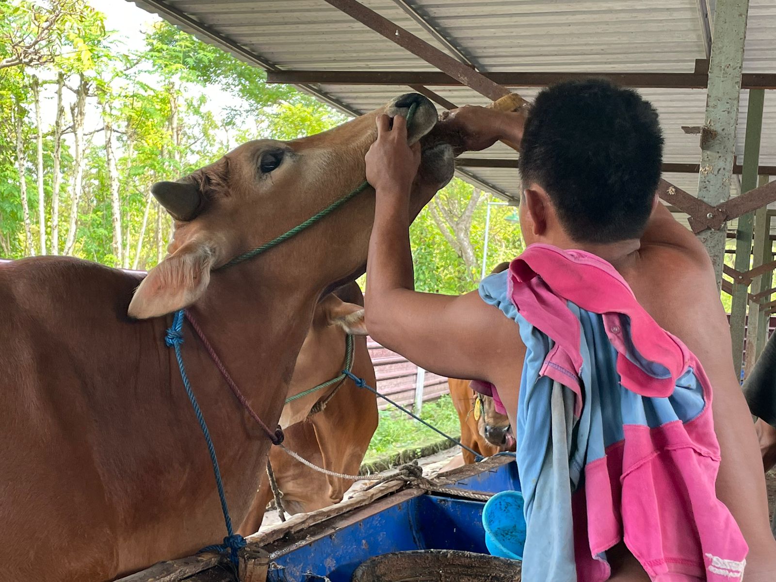 Sapi diberi ramuan madura.