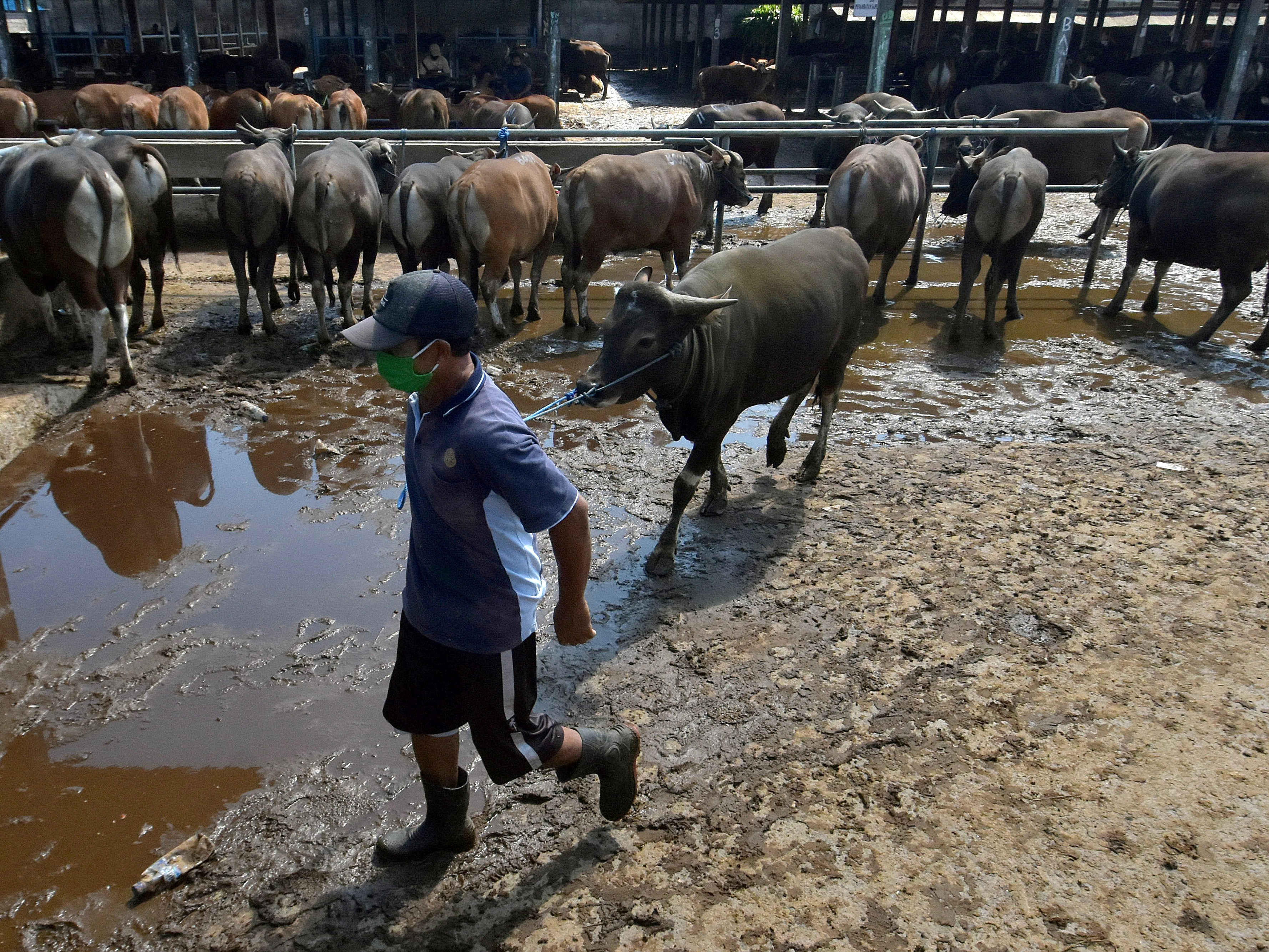 Pekerja mempersiapkan sapi Bali untuk dikirim ke Pulau Jawa di Pasar Hewan Beringkit, Badung, Bali, Rabu (22/7/2020).