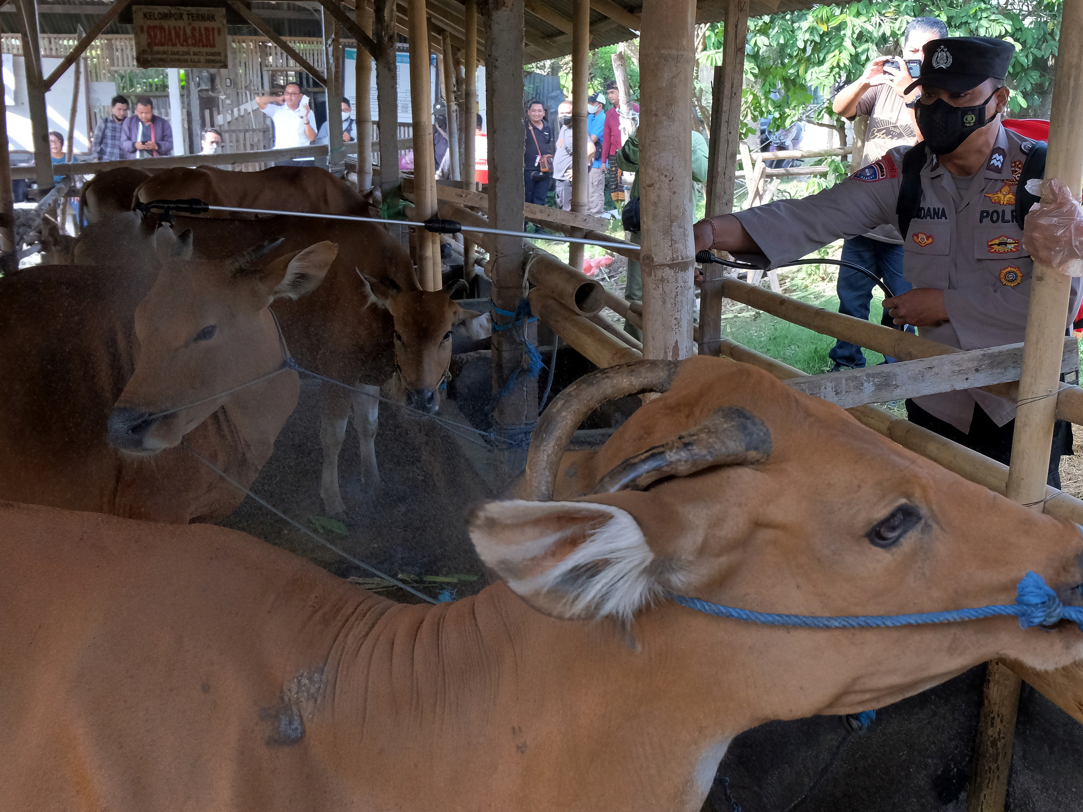 Petugas menyemprotkan disinfektan pada kandang sapi di Denpasar, Bali, Kamis (19/5/2022).