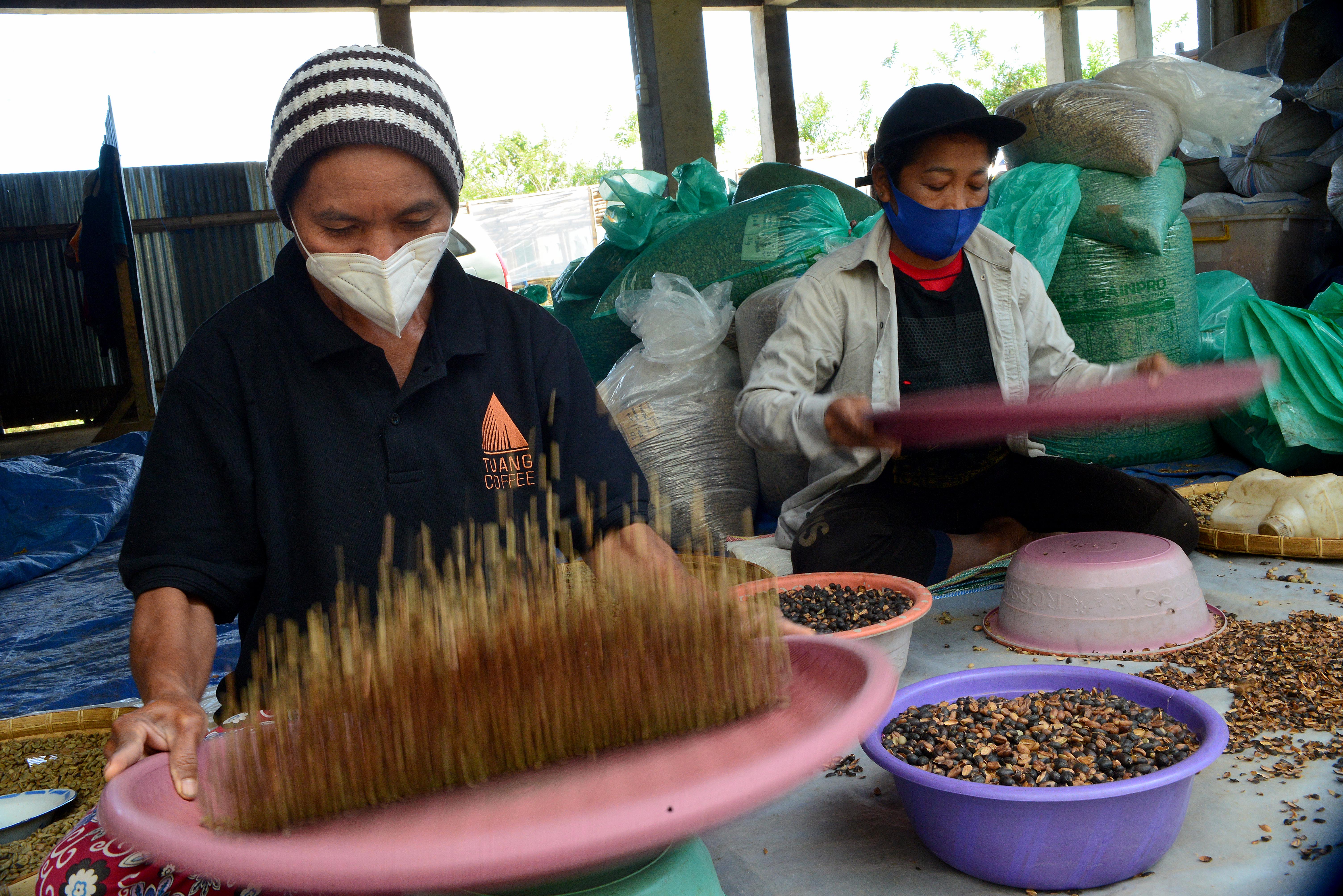 Pekerja menampih biji-biji kopi jenis Arabika yang sudah kering di kompleks perkebunan Tuang Koffie di Ruteng, Manggarai, NTT.