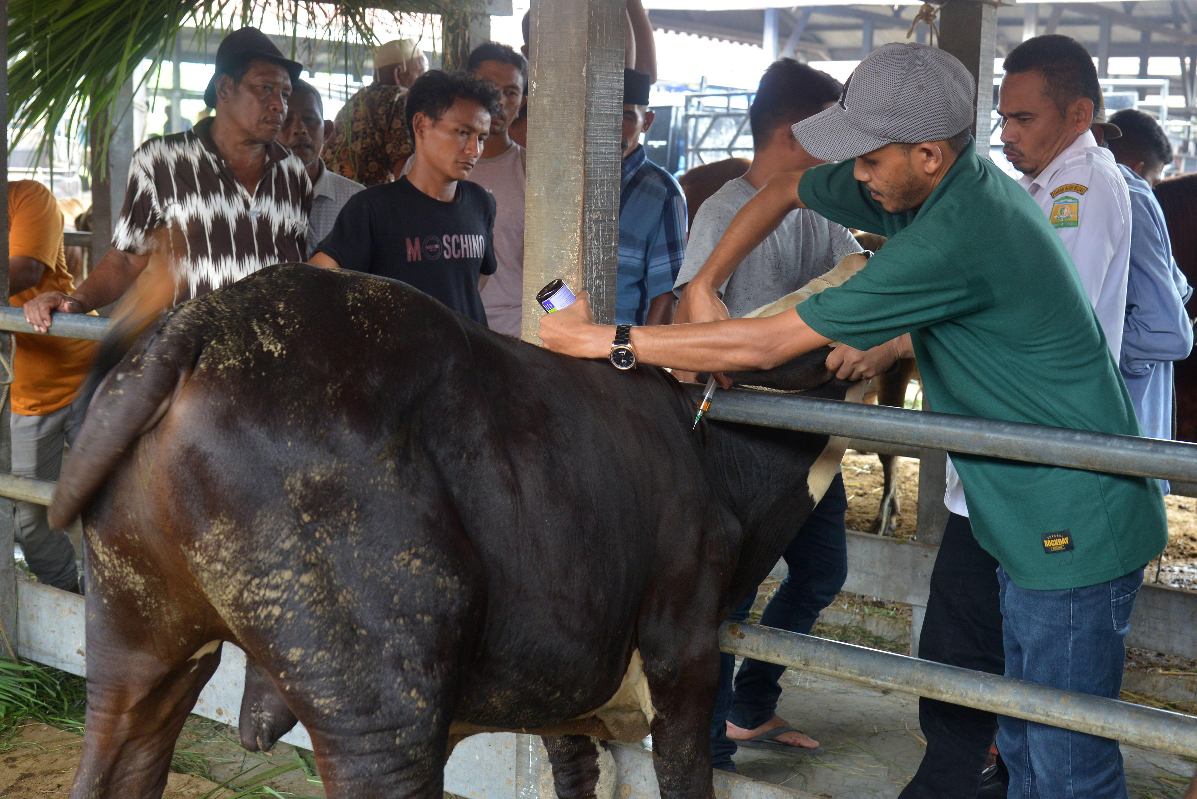 Vaksinasi terhadap hewan ternak yang terindikasi terkena penyakit mulut dan kuku di Aceh