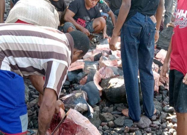 Warga membagi-bagi daging paus sperma yang mati dan terdampar di antai Kampung Riangkaha, Desa Riangrita, Florest Timur, NTT.