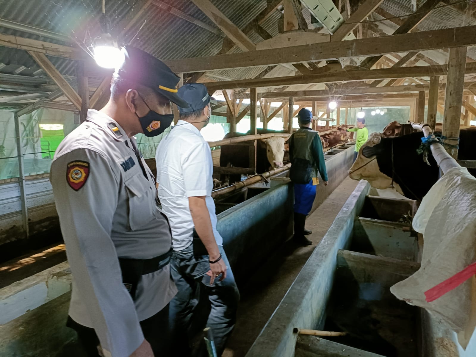Petugas Polsek Losari, Brebes, Jawa Tengah, mengecek kandang sapi milik warga.