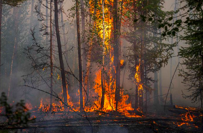 Ilustrasi - Kebakaran Hutan.