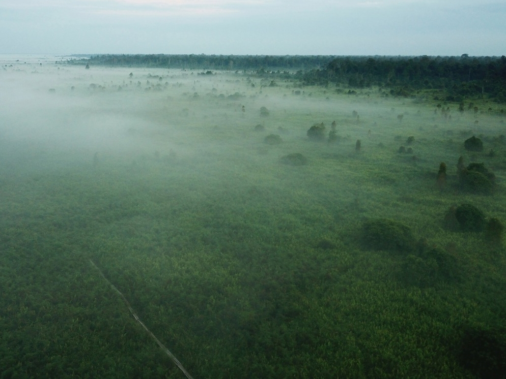 KMP merupakan kegiatan konservasi terbesar di dunia ditinjau dari segi penurunan emisi karbonnya.
