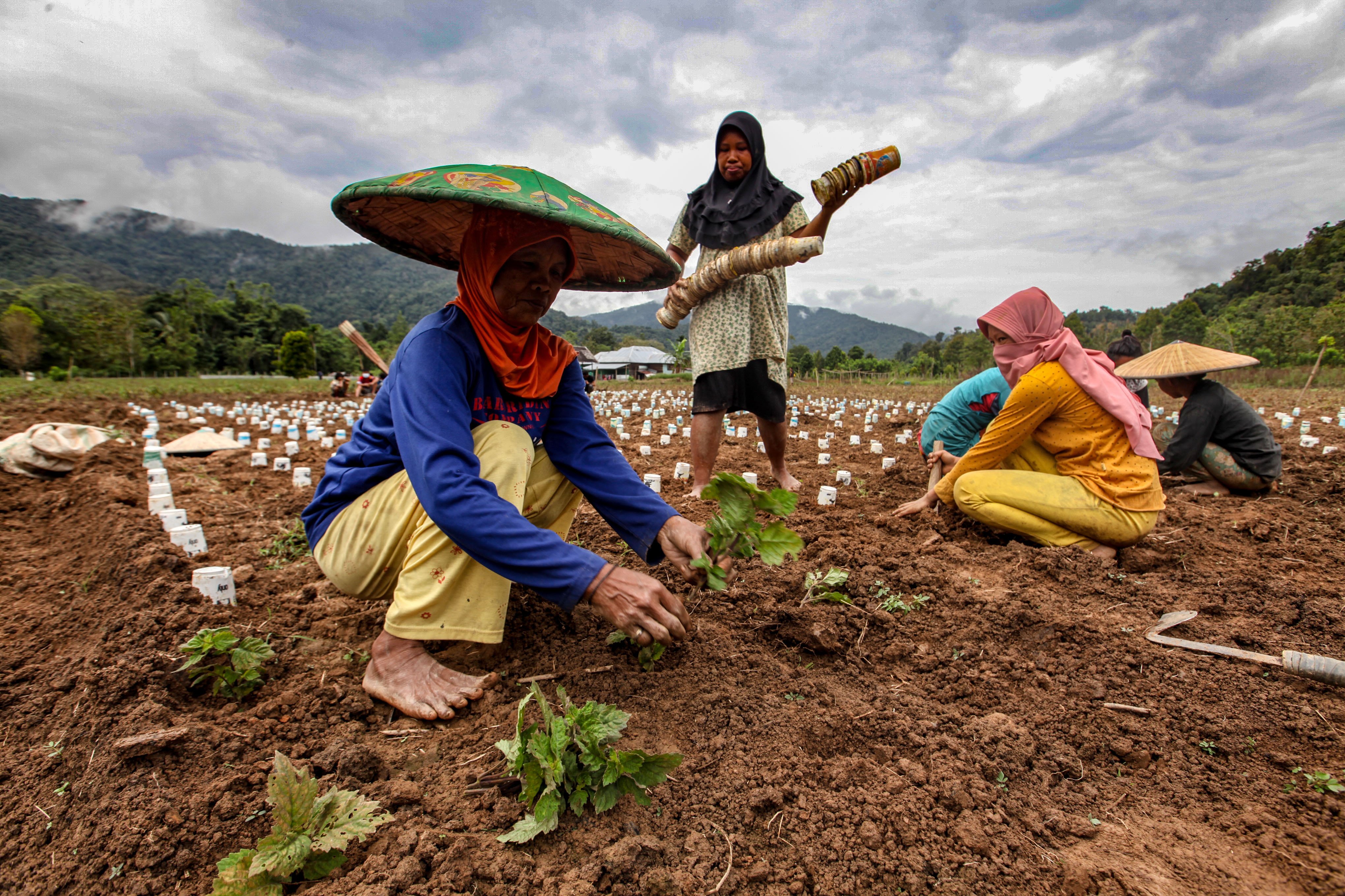 Petani menanam daun nilam yang menjadi bahan baku minyak atsiri di Kecamatan Latoma, Konawe, Sulawesi Tenggara,