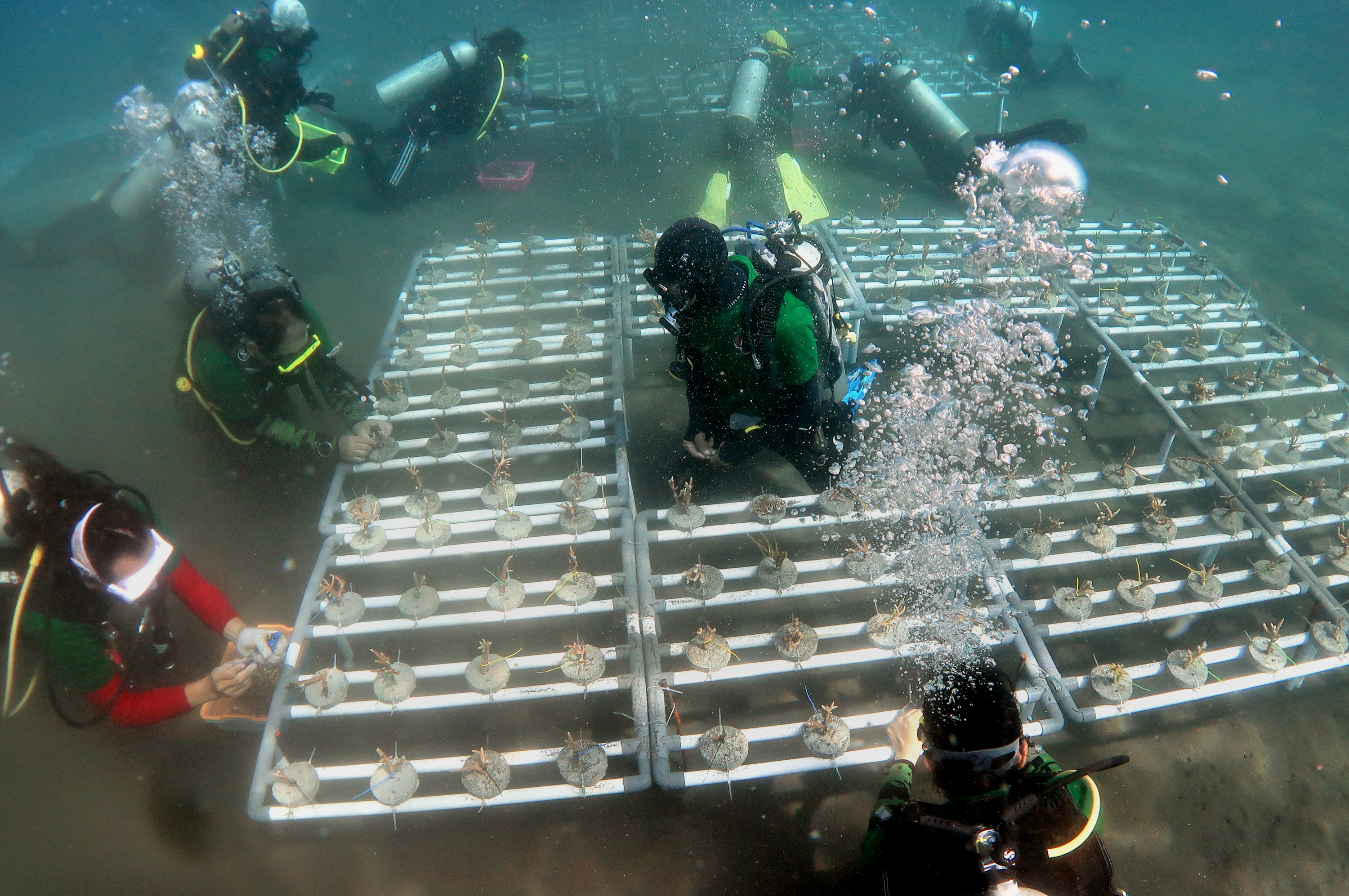 Ilustrasi proses transplantasi terumbu karang