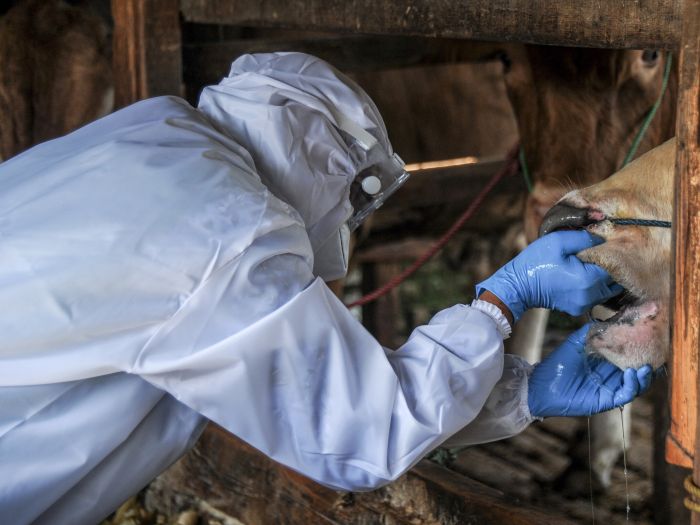 Dokter hewan memeriksa sapi di tempat penjualan hewan kurban