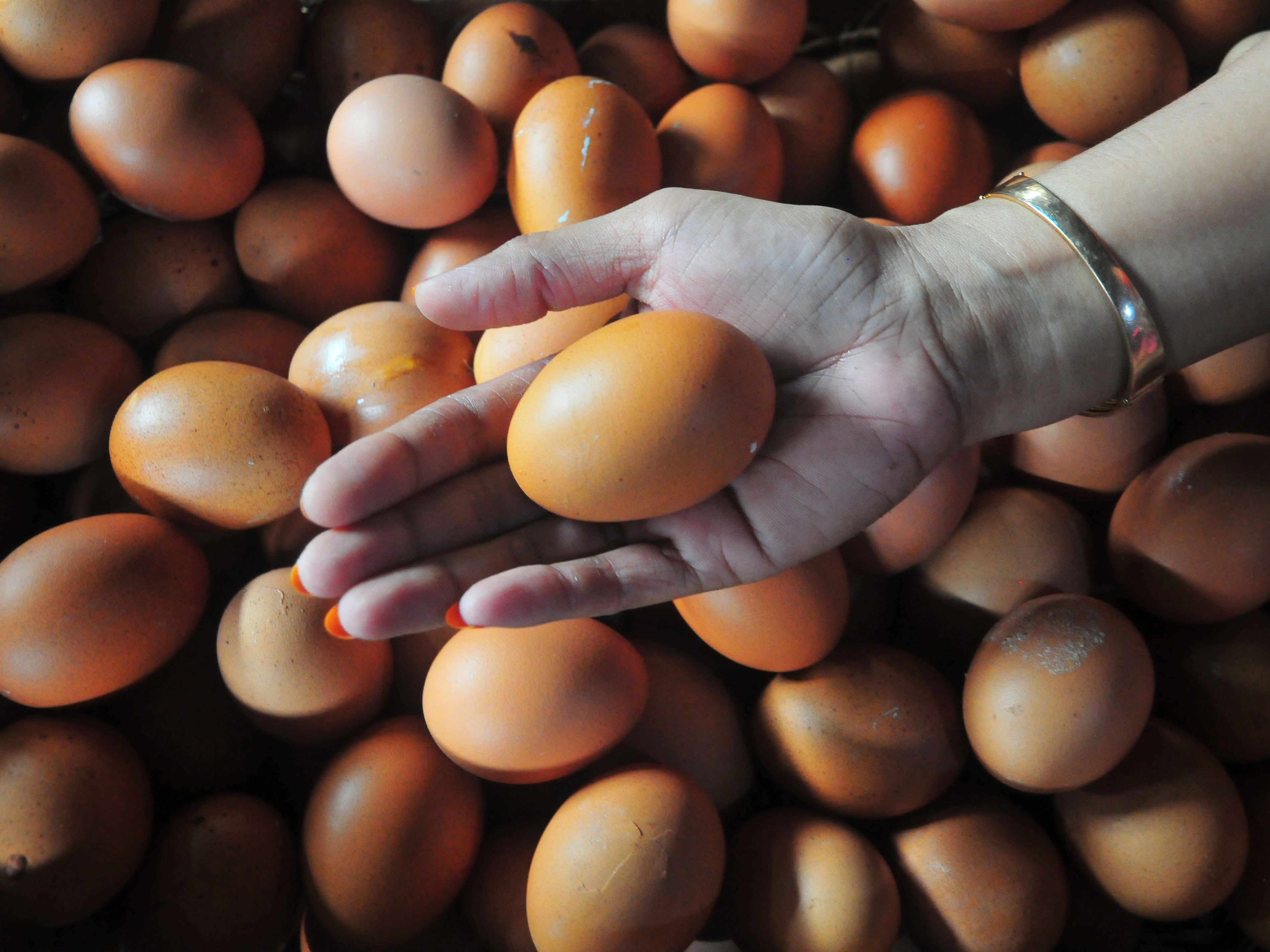 Harga Pakan Melonjak, Peternak Unggas dan Ikan Menjerit