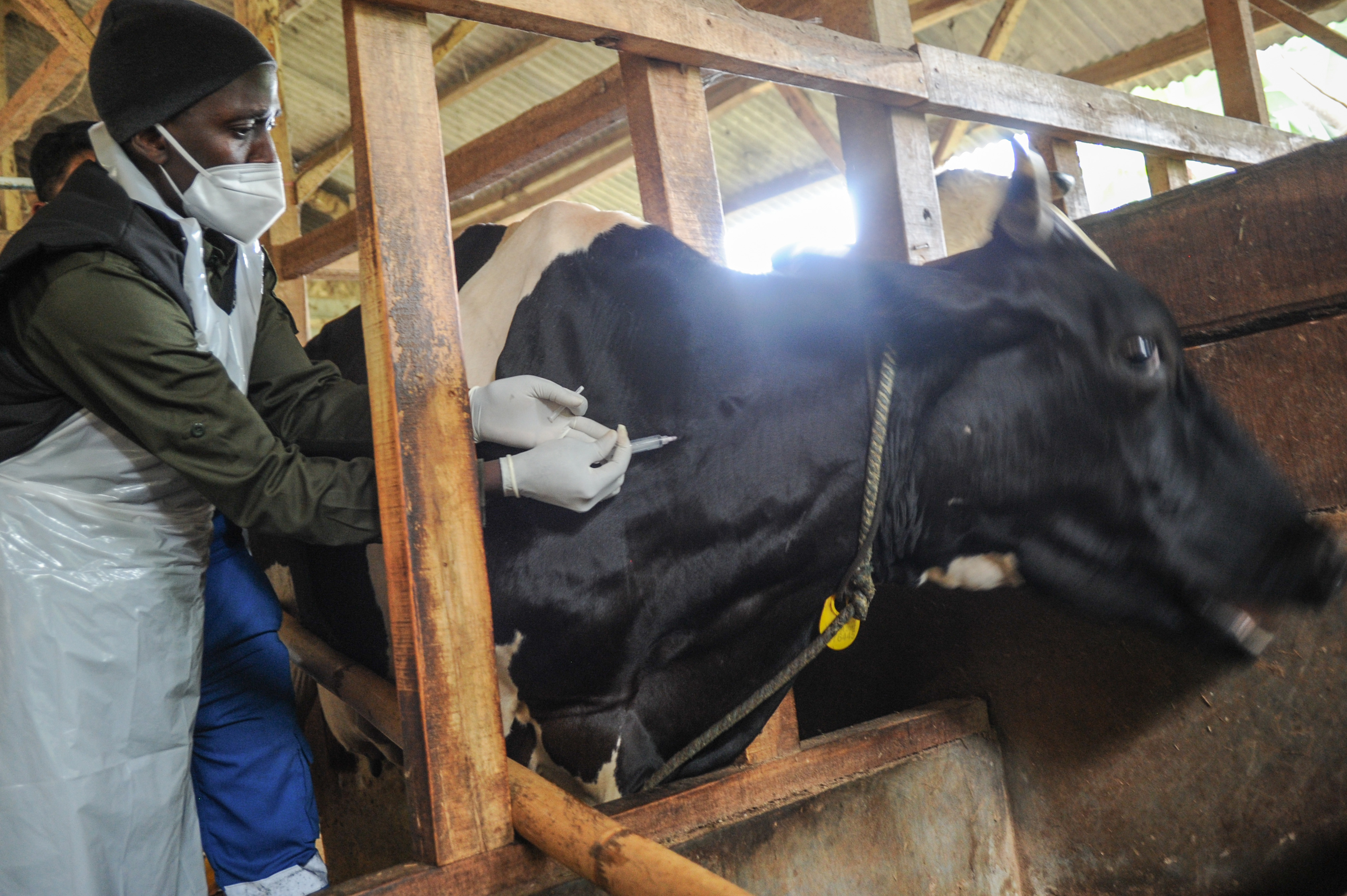 Seorang dokter hewan menyuntikkan vaksin penyakit mulut dan kuku (PMK) di Cilembu, Kabupaten Sumedang, Jawa Barat, Senin (20/6).