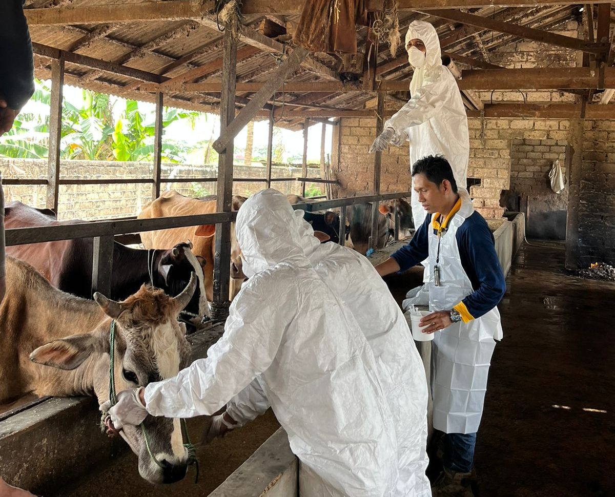 Petugas melakukan vaksinasi kepada sapi untuk mencegah serangan penyakit mulut dan kuku. 