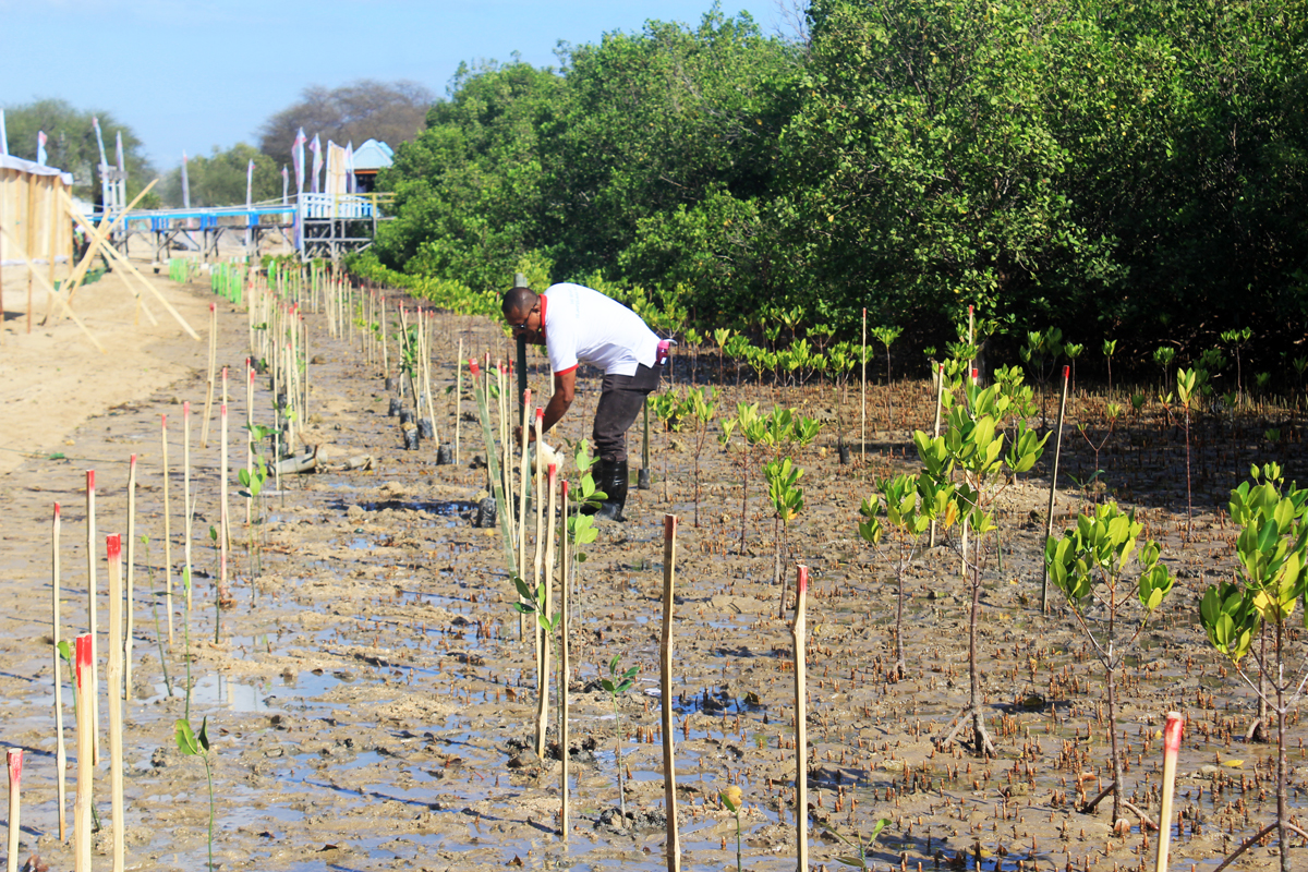 EHABILITASI MANGROVE: Petugas menyiapkan bibit di lokasi penanaman mangrove di pantai wisata mangrove Kelurahan Oesapa, Kota Kupang.