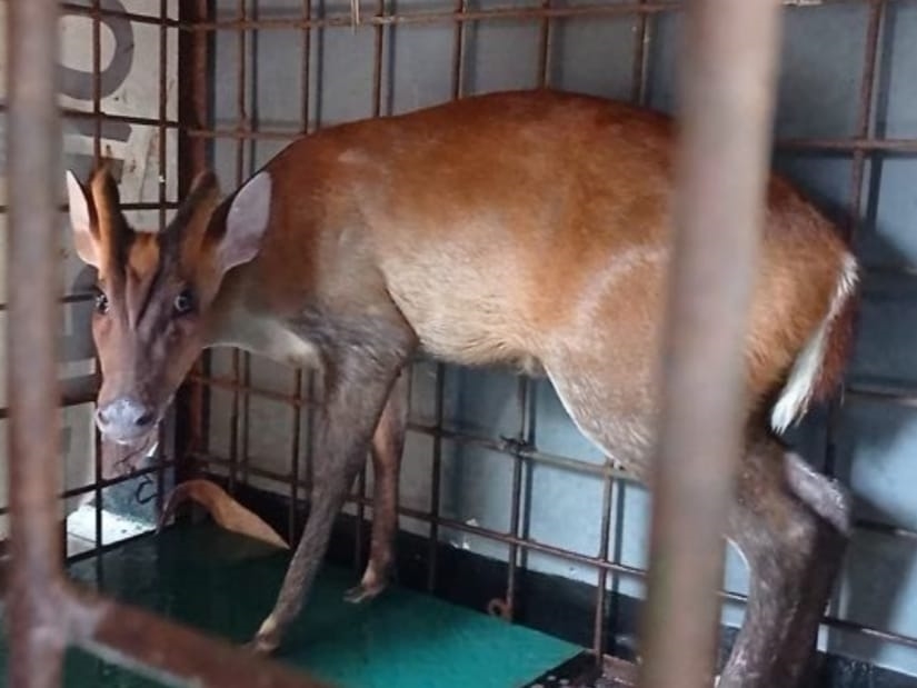 Seekor kijang diamankan di Balai Besar Konservasi Sumber DayaAlam (BKSDA) Wilayah III Jabar di Ciamis, setelah ditangkap warga.