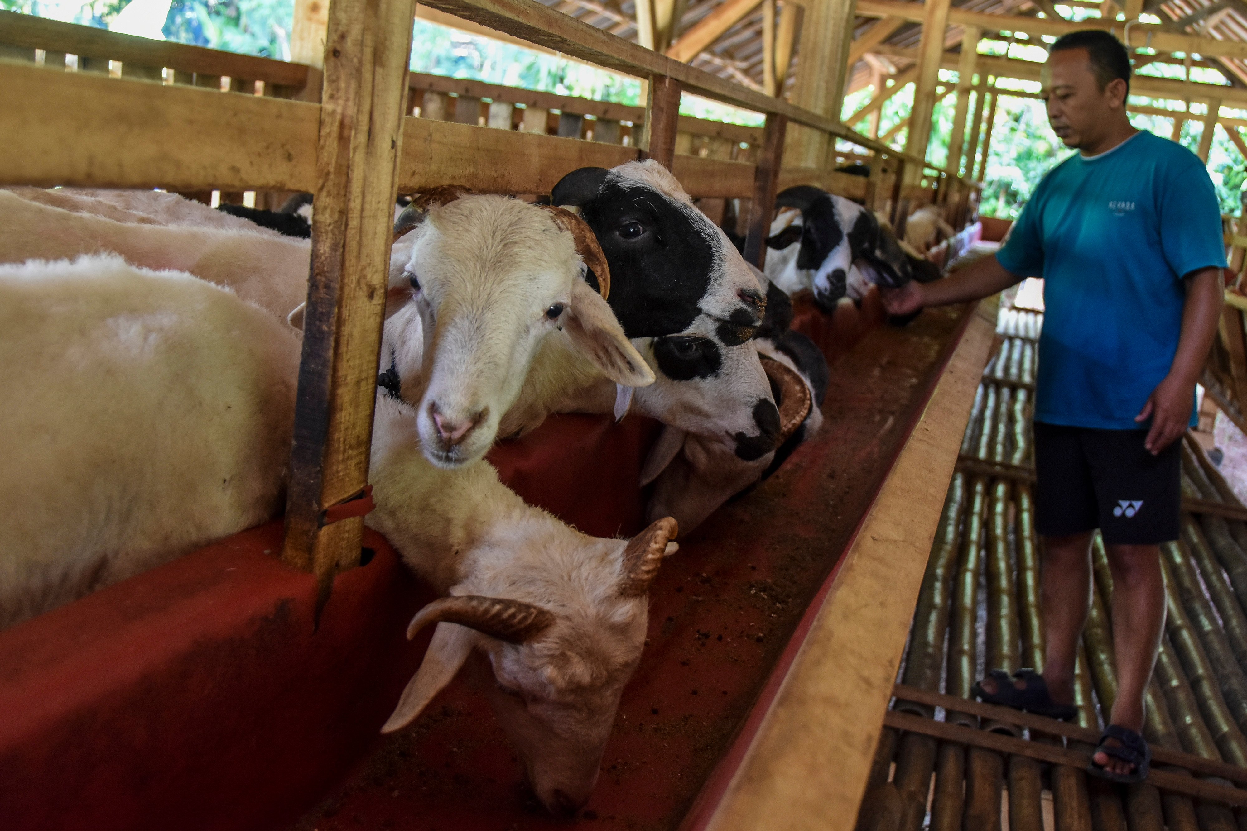 Peternak memberi asupan tambahan dan mengisolasi hewan ternaknya untuk mencegah penyebaran PMK.