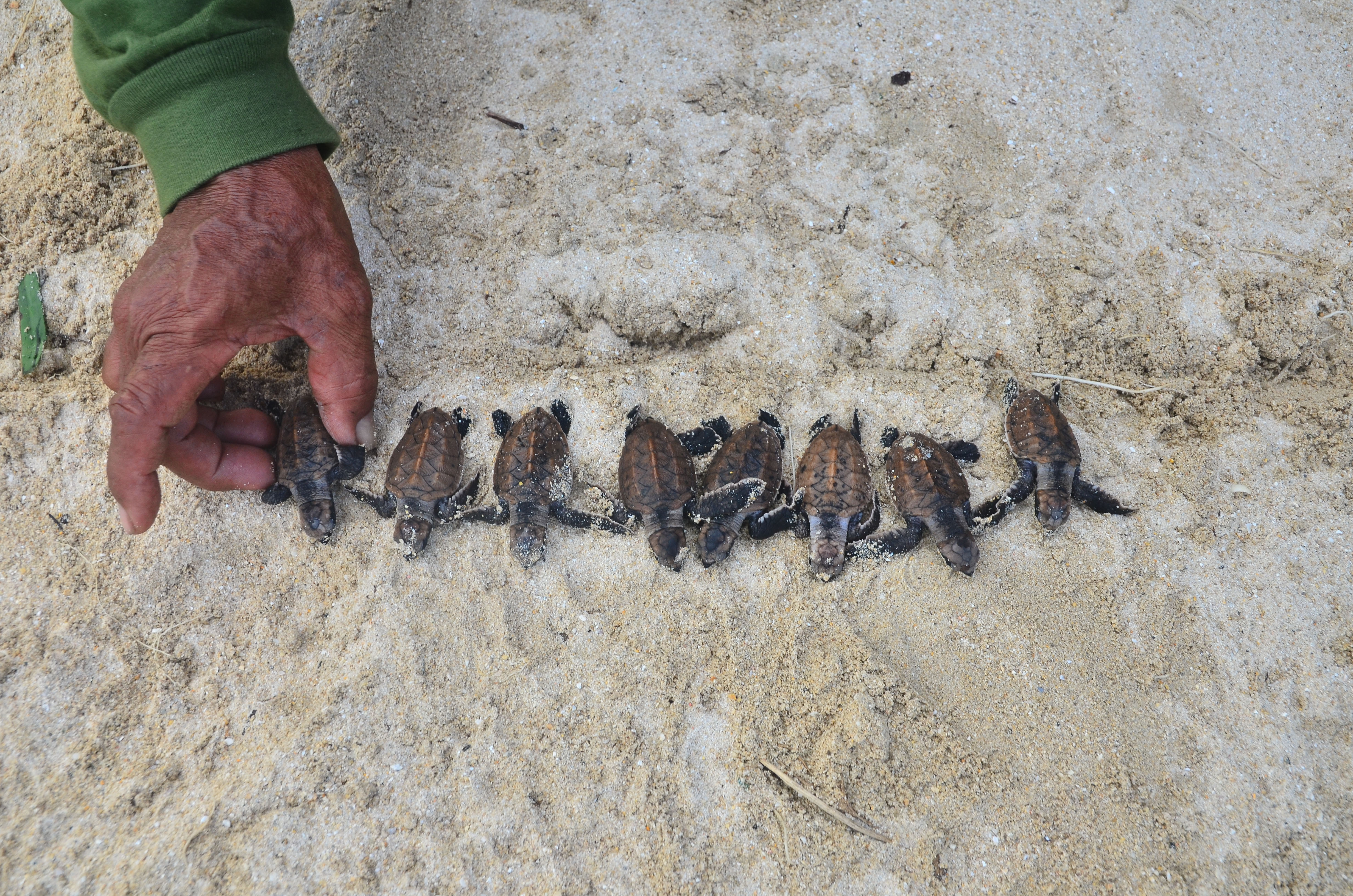 ilustrasi.  Warga melepas tukik penyu sisik di kawasan konservasi TN Karimunjawa, Pulau Parang, Jepara,  Jumat (13/3/2022).