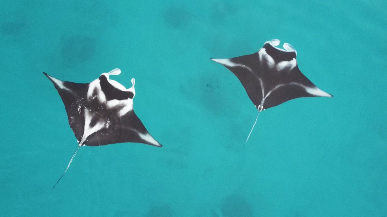 Pari Manta di Kepulauan Fam, Papua Barat