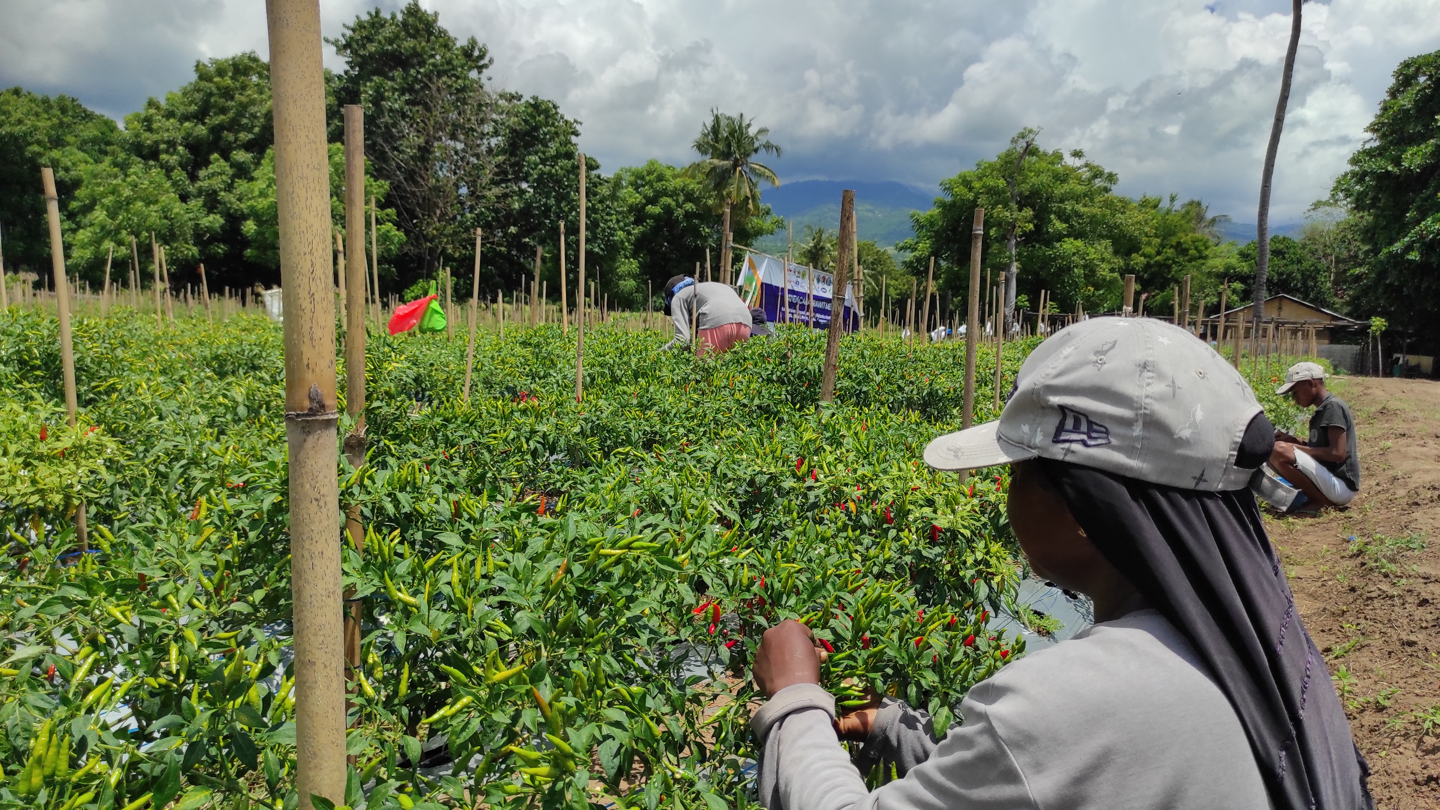 Petani sedang memanen tanaman cabainya.