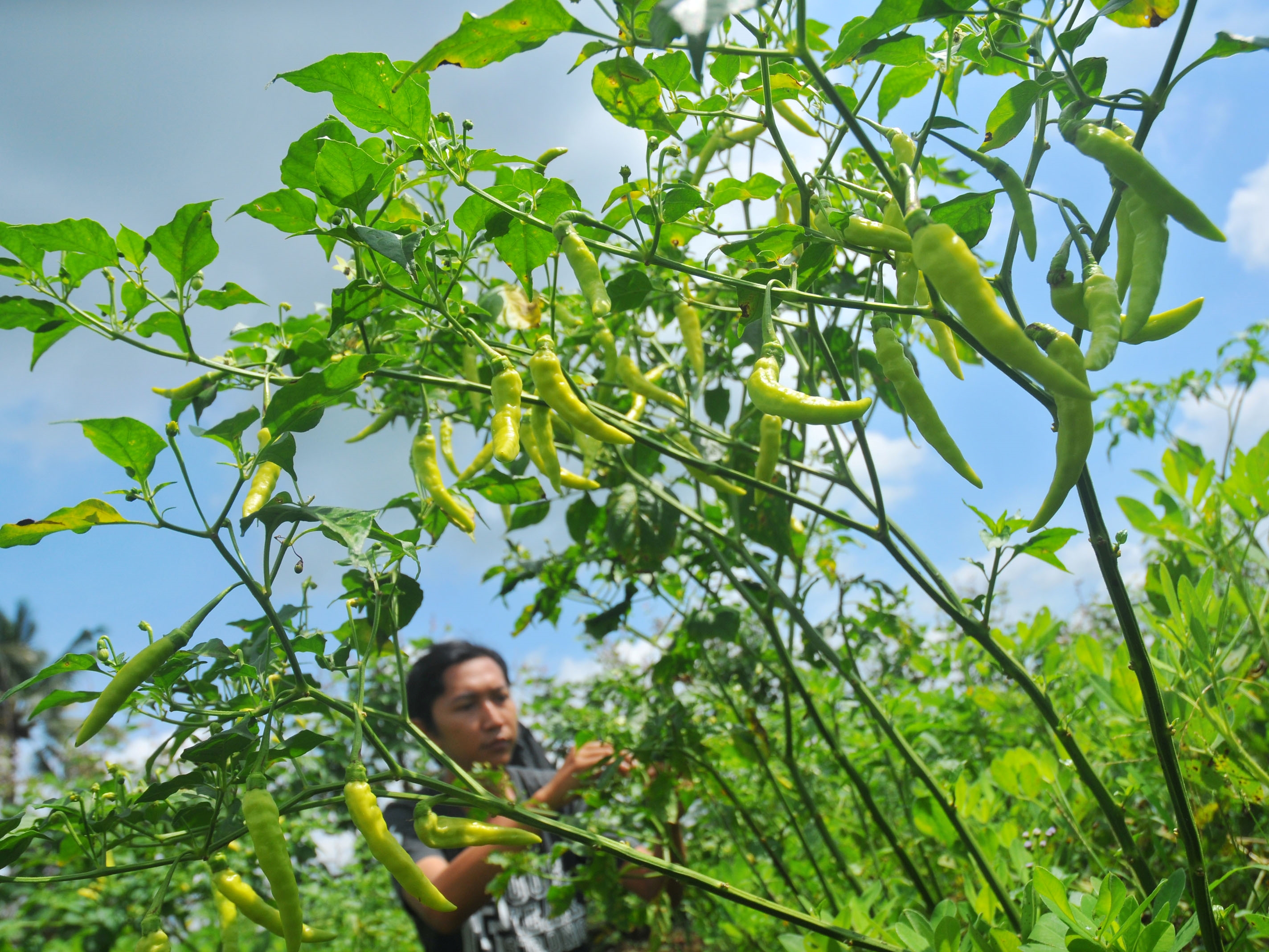 Cabai Mahal, Pencurian Marak di Purbalingga