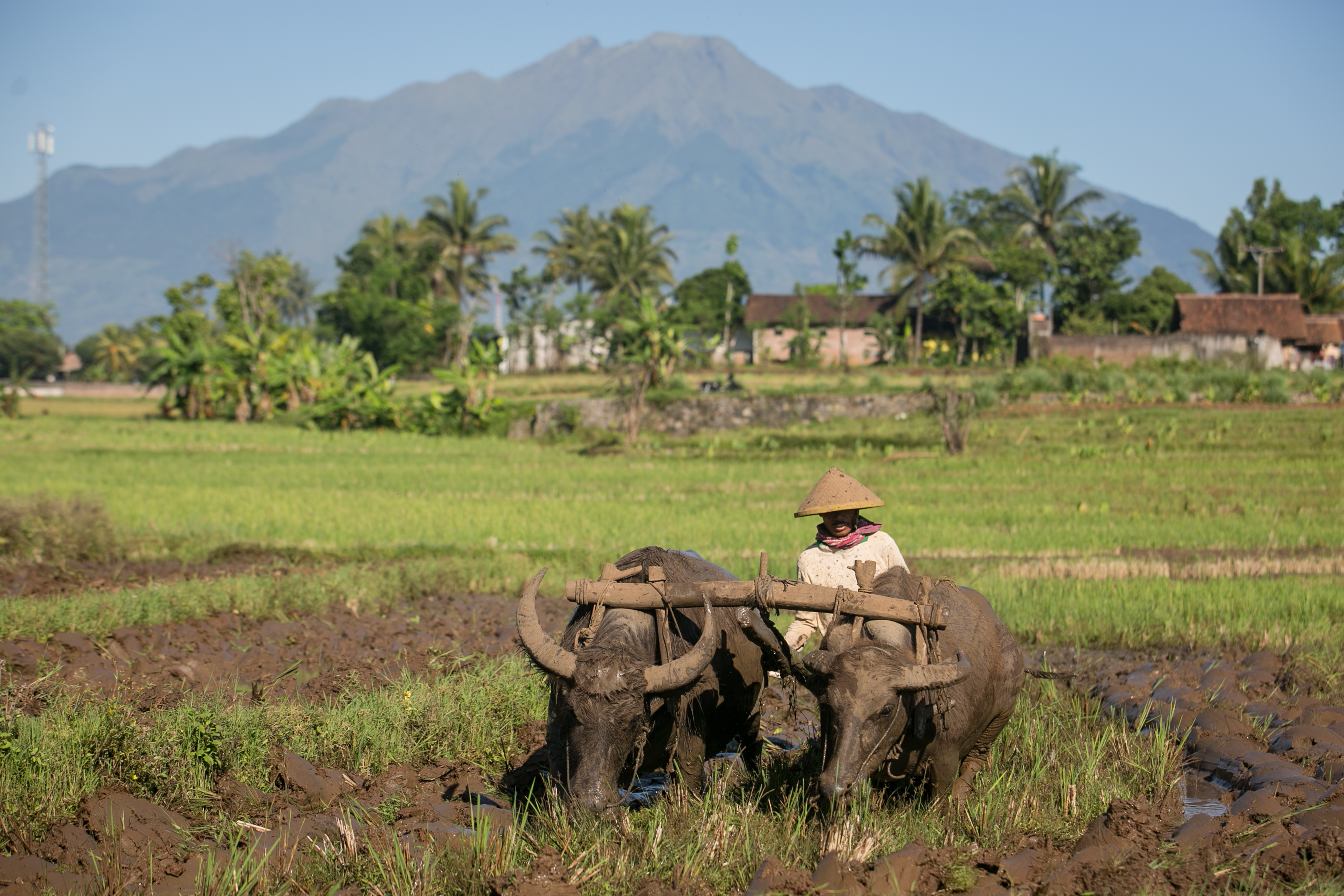 Petani membajak sawah dengan menggunakan kerbau di Kabupaten Semarang, Jawa Tengah.