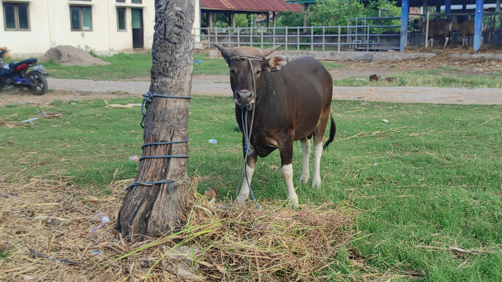 Seekor sapi milik warga Kabupaten Sikka, NTT 