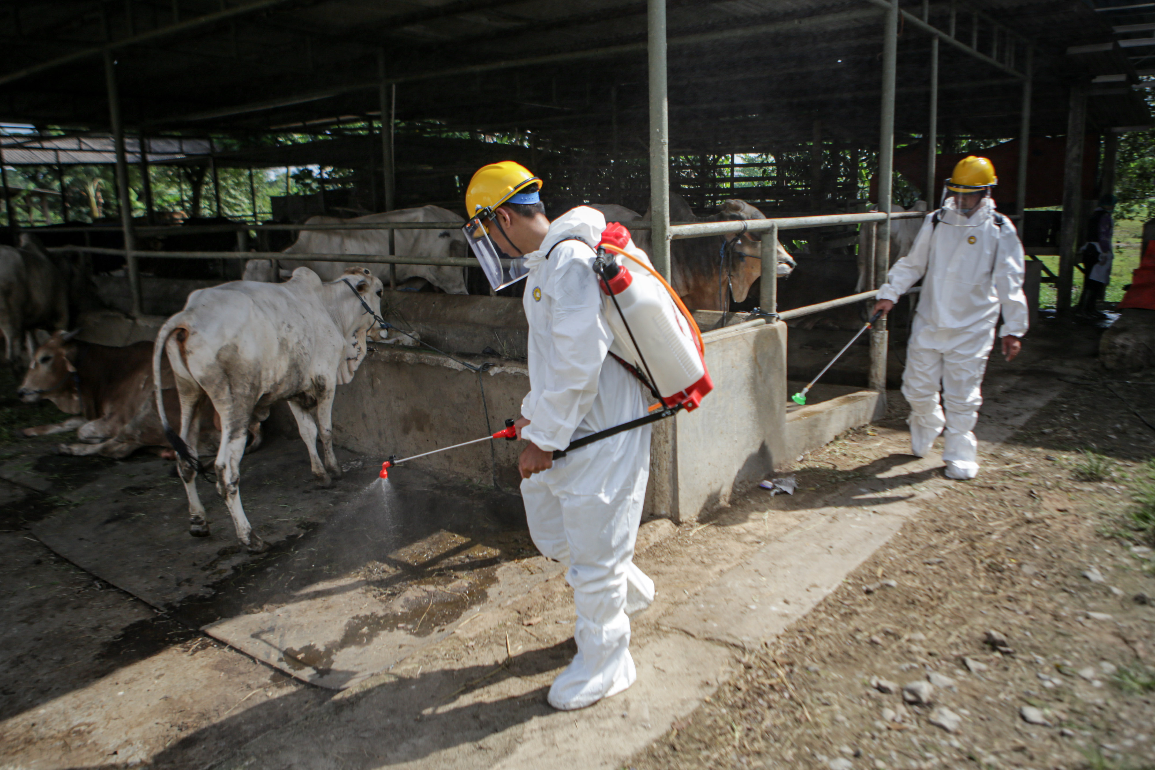 Ilustrasi: Petugas menyemprotkan cairan disinfektan di salah satu peternakan hewan di Panongan, Kabupaten Tangerang