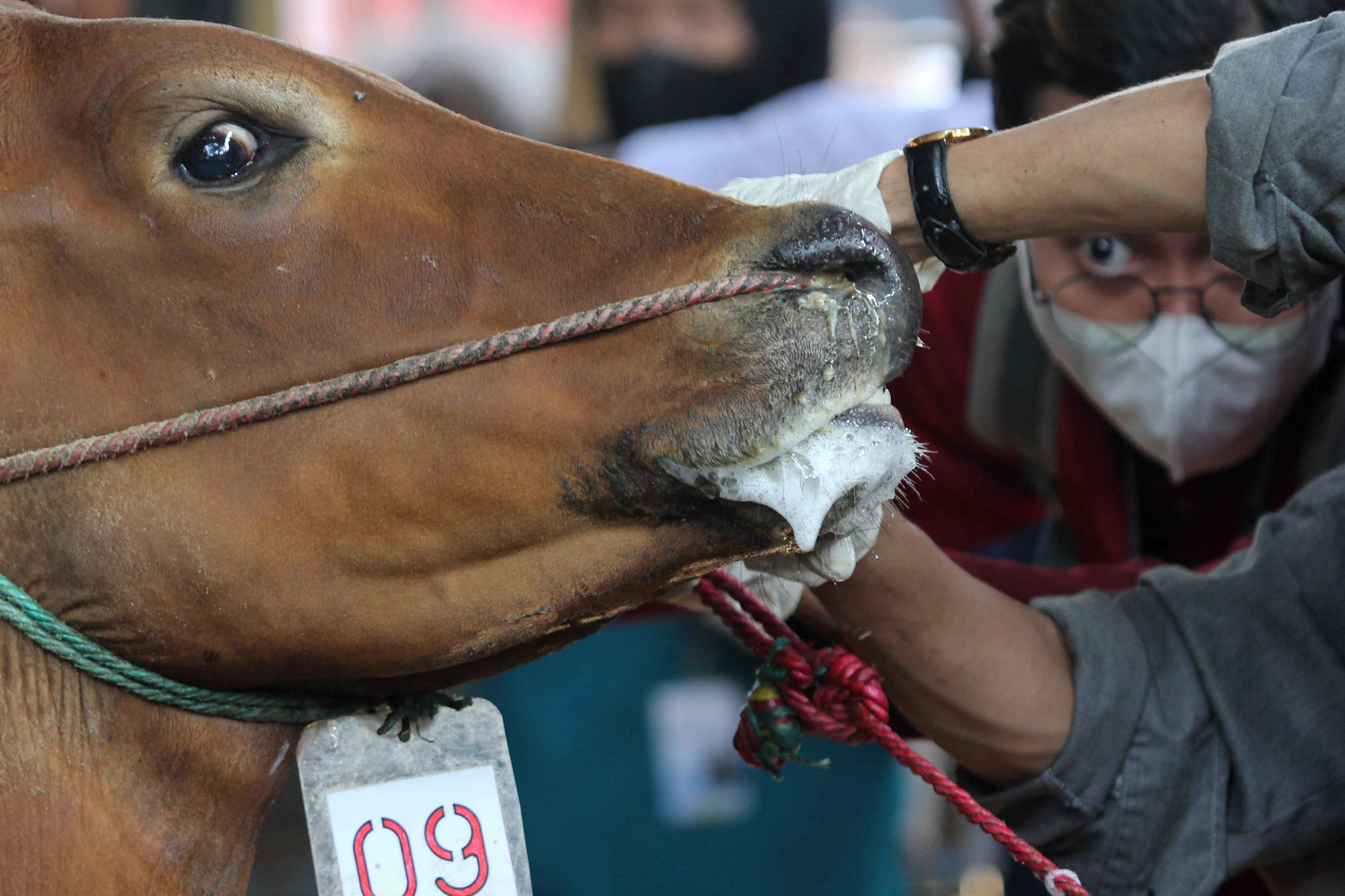 Petugas Dinas Ketahanan Pangan dan Pertanian Kota Surabaya memeriksa mulut sapi milik penjual hewan kurban di Surabaya, Rabu (29/6/2022)