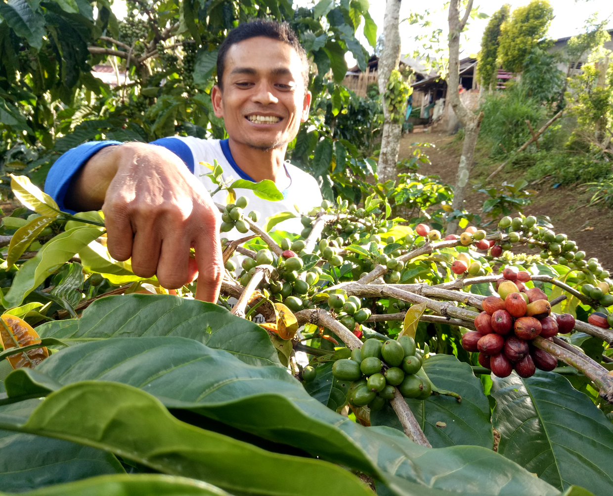 Ilusttasi petani kopi