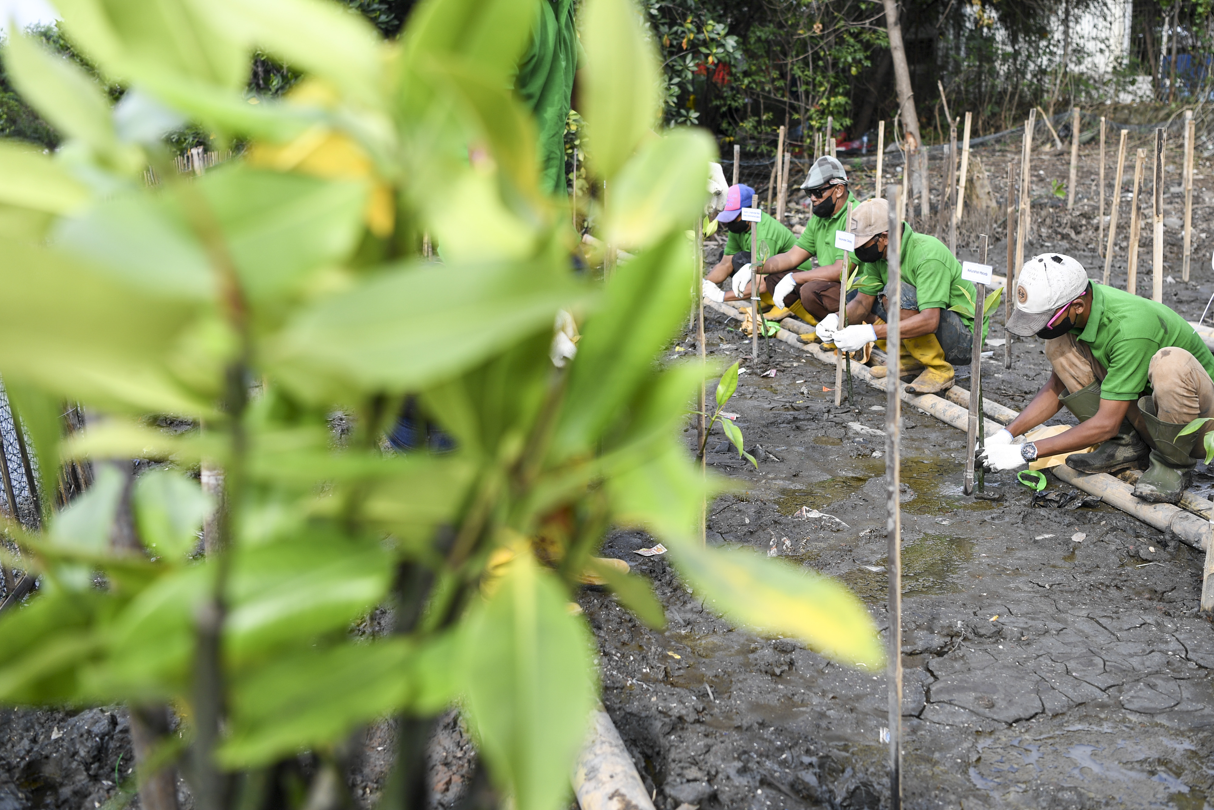 Ilustrasi penanaman mangrove